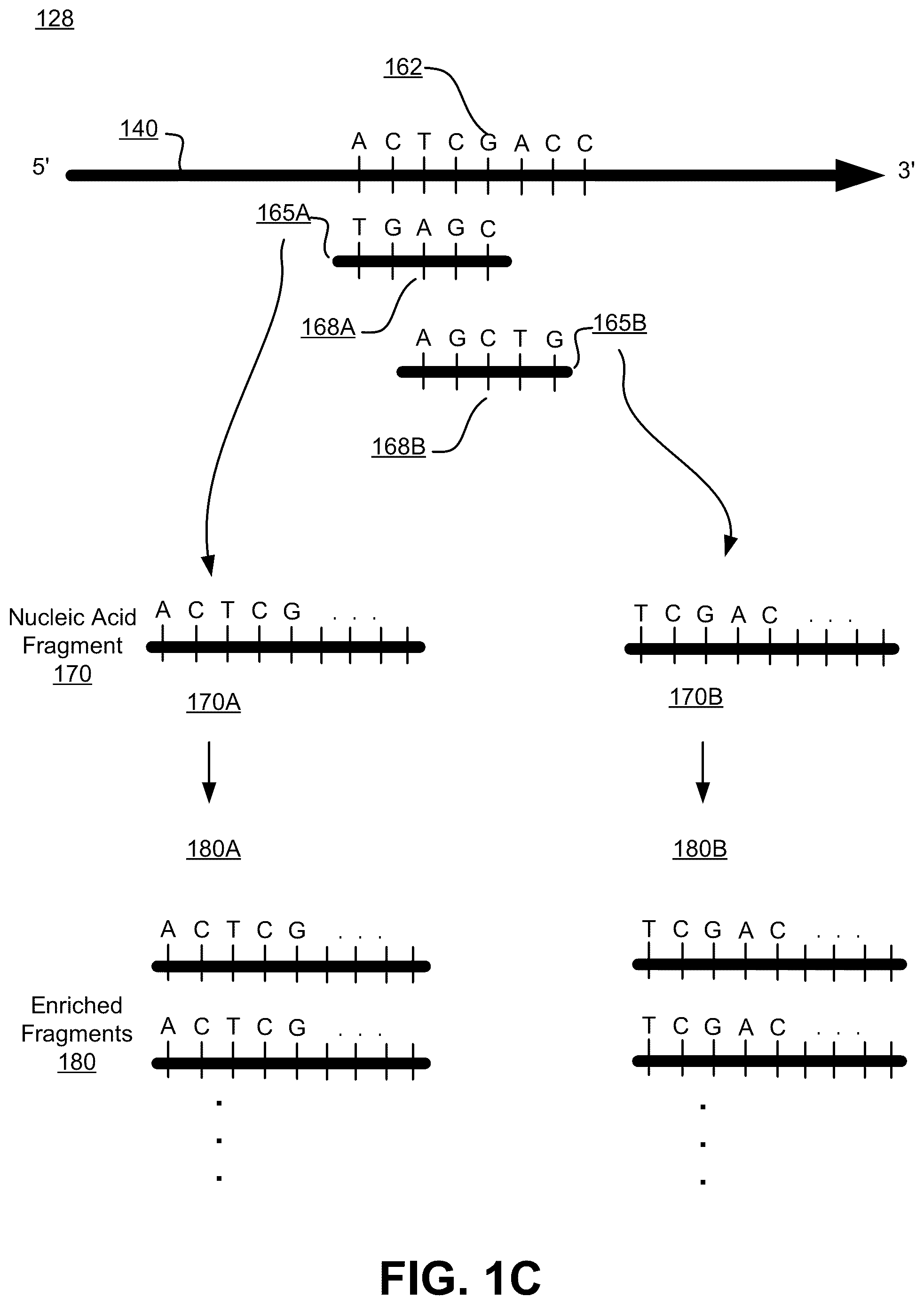 Patent US12100483 Figure 3 – Base coverage normalization and use thereof in detecting copy number variation