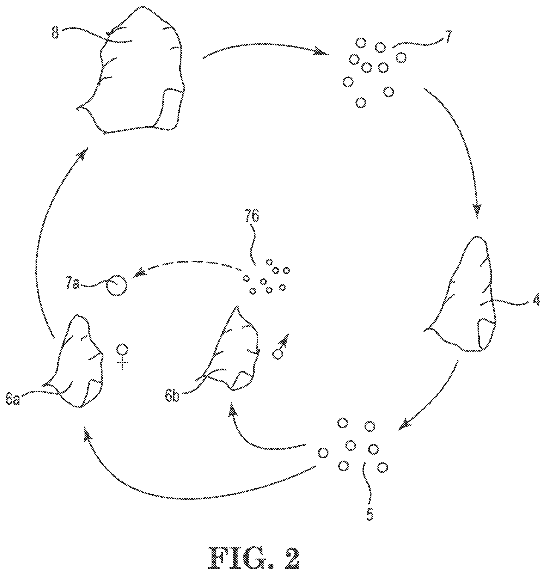 Patent US12102046 Figure 2 – Seaweed cultivation method and system