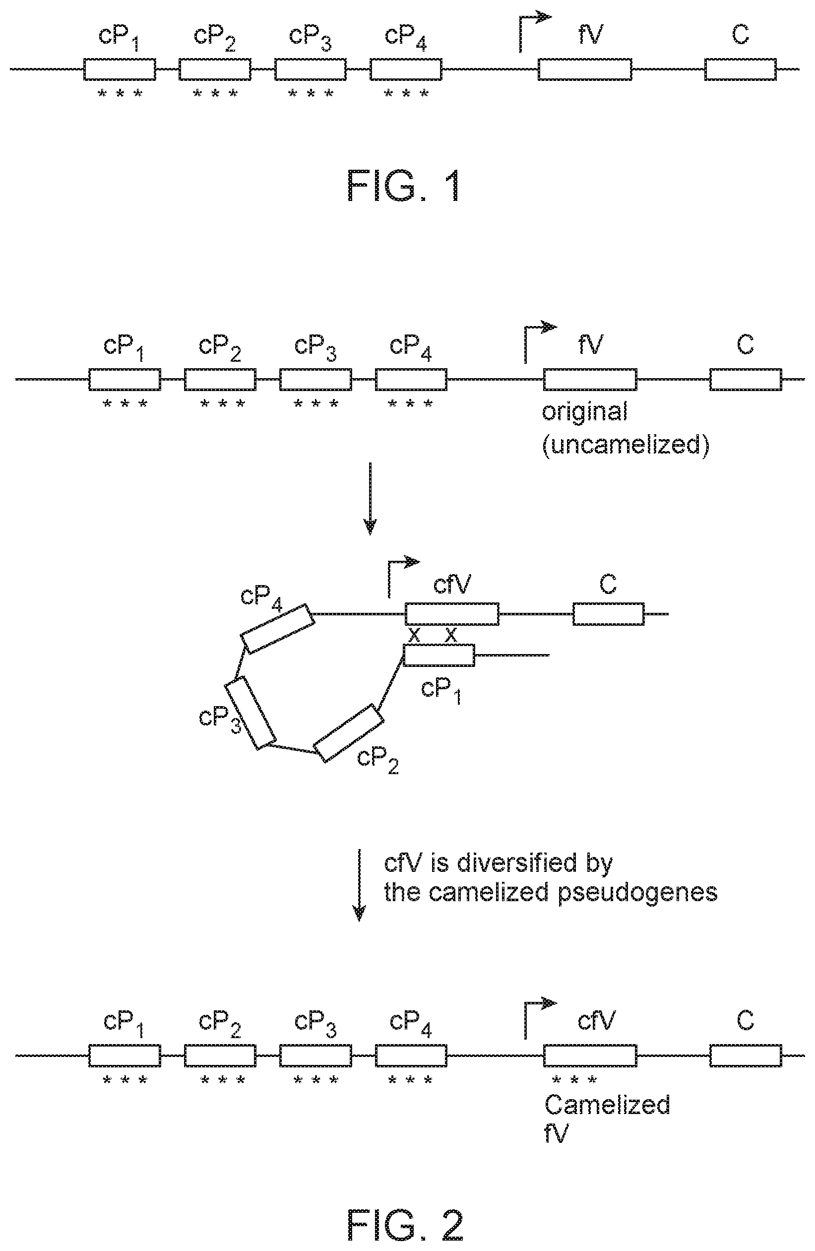 Patent US12102070 Figure 1 – Camelization of a human variable domain by gene conversion