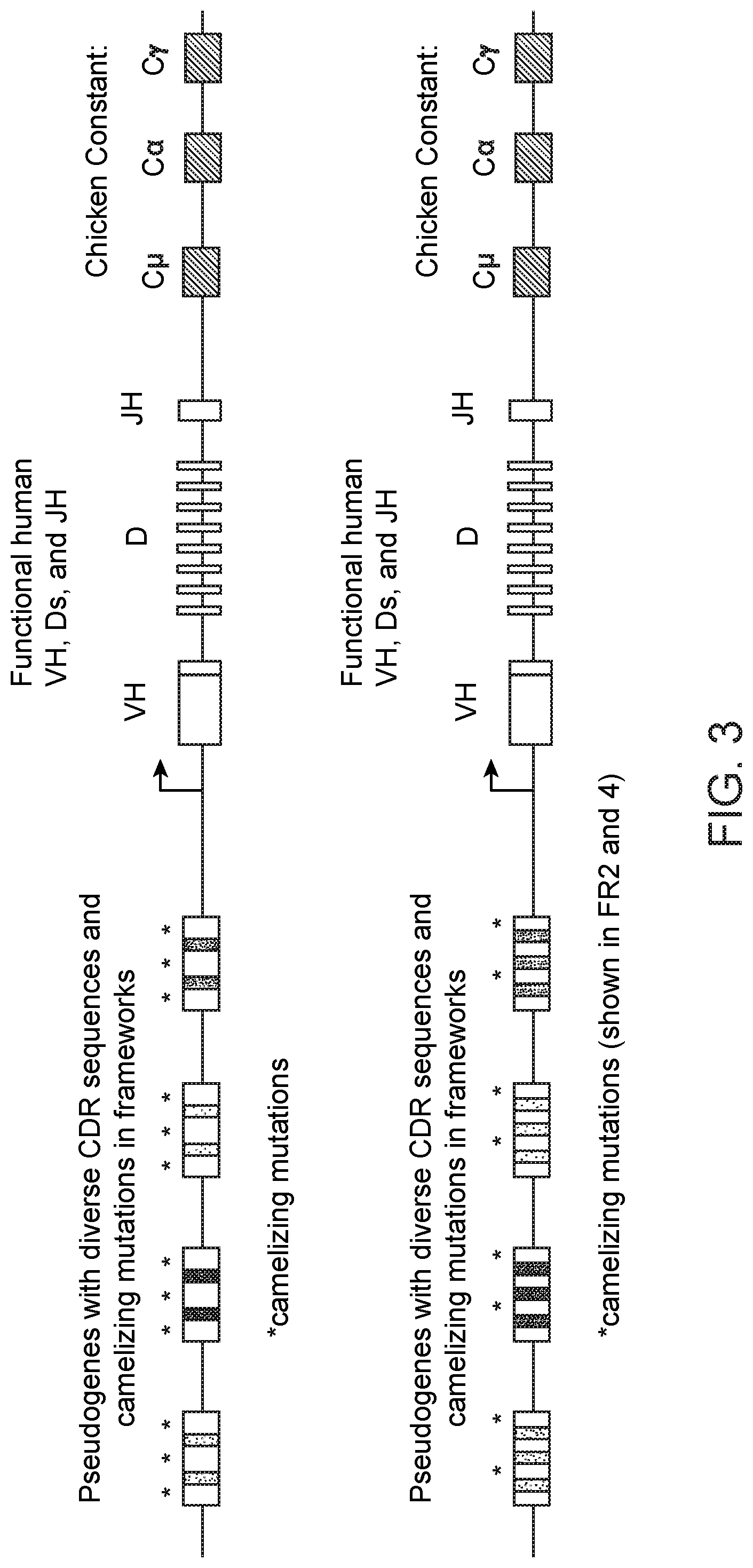 Patent US12102070 Figure 2 – Camelization of a human variable domain by gene conversion
