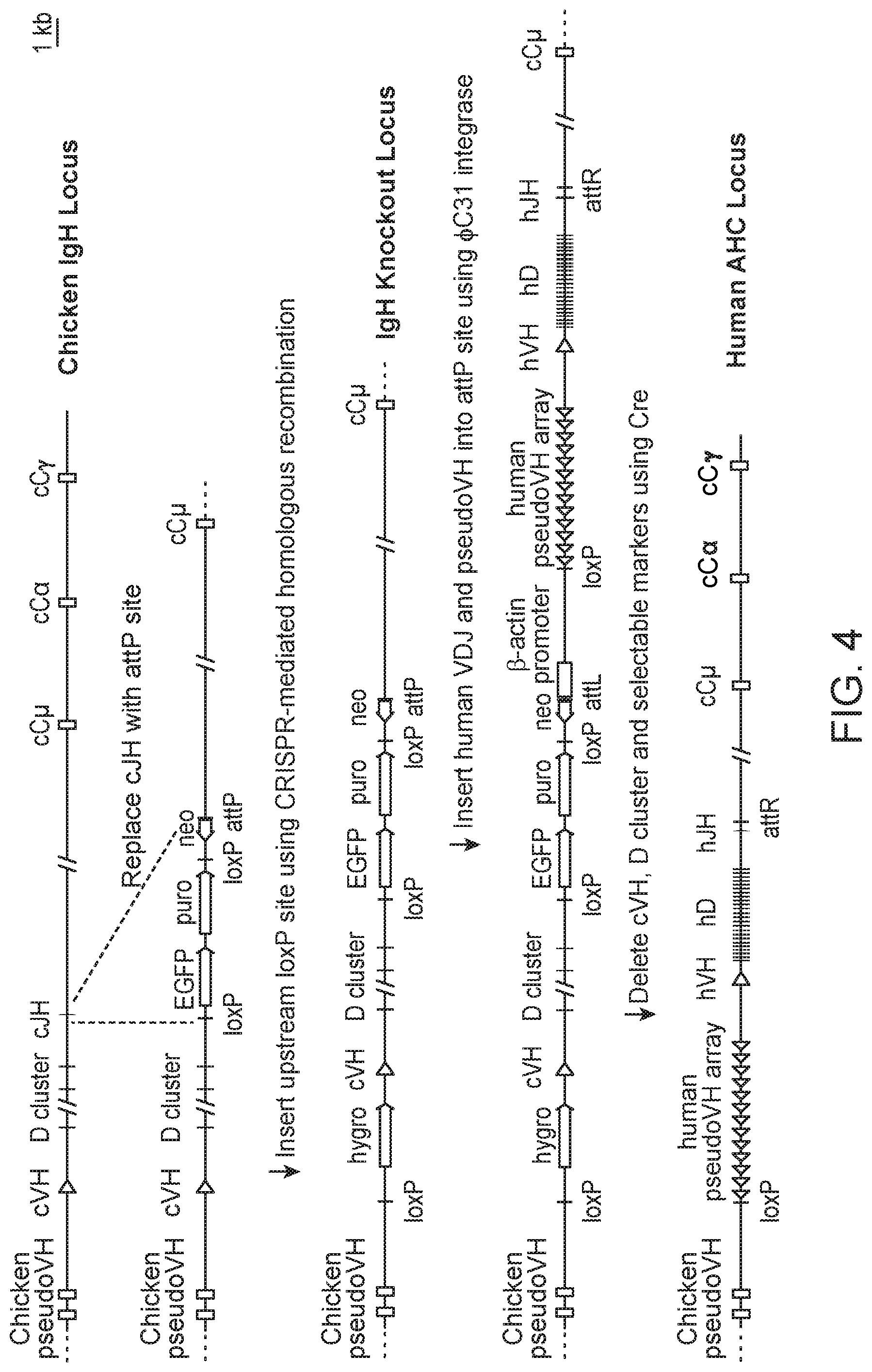 Patent US12102070 Figure 3 – Camelization of a human variable domain by gene conversion