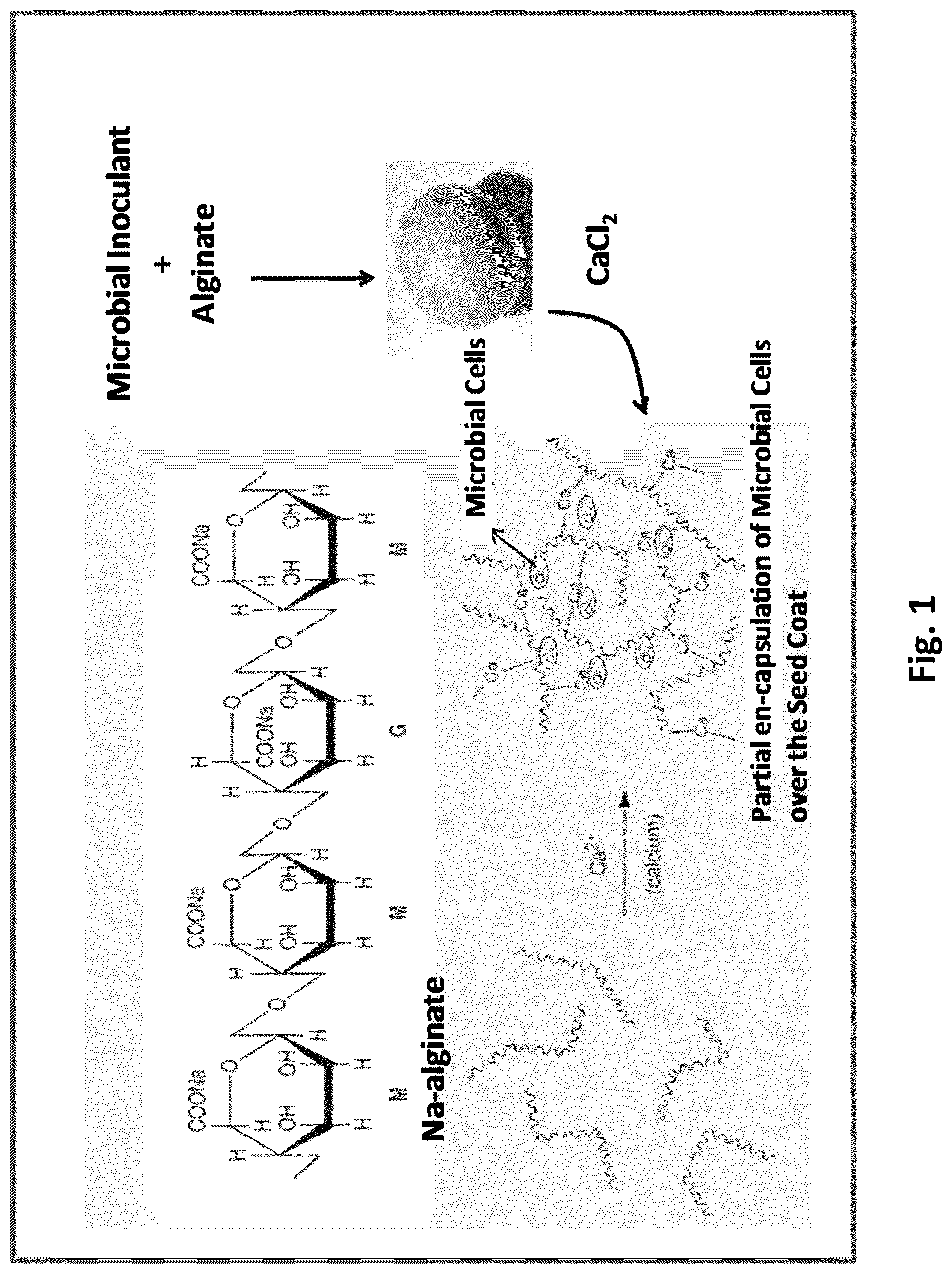 Patent US12102084 Figure 1 – Processes for the preparation of treated seeds