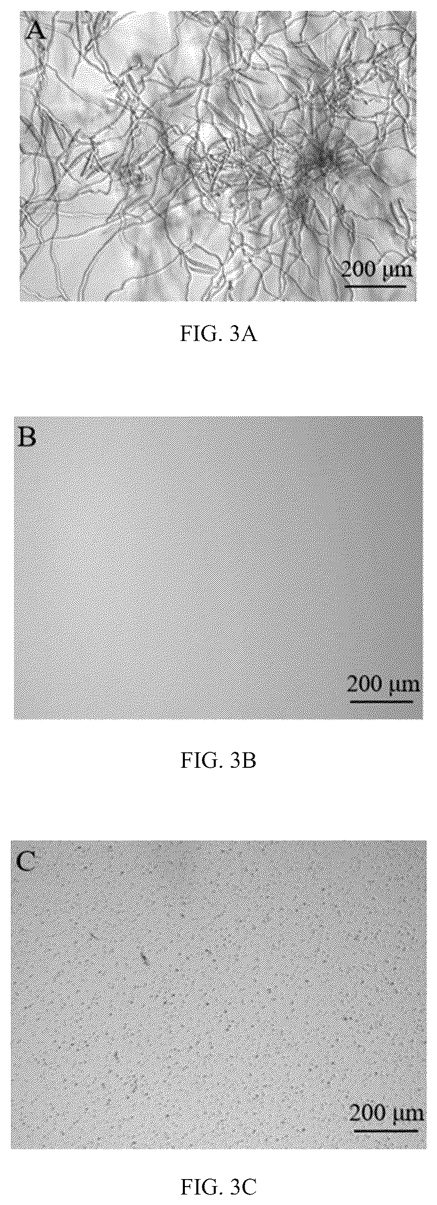 Patent US12102086 Figure 5 – Antimicrobial peptide Spampcin 56-86 from Scylla paramamosain and applications thereof