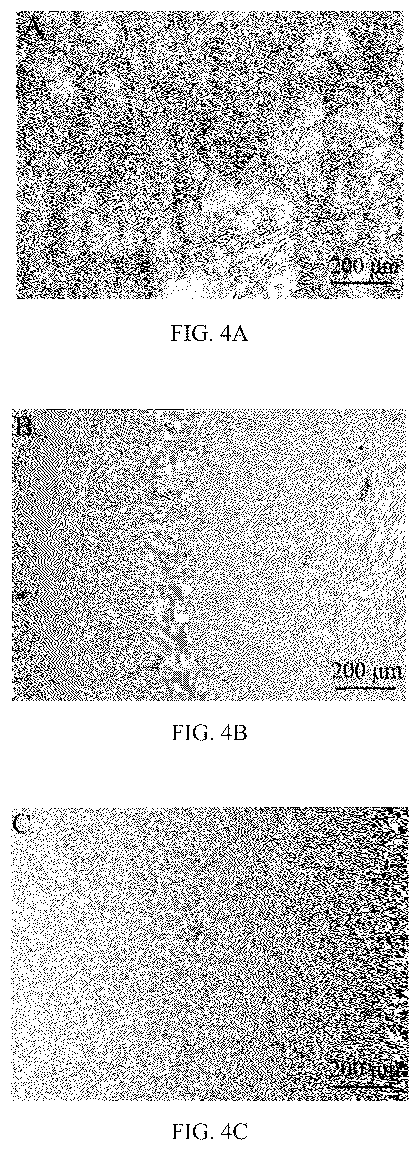 Patent US12102086 Figure 6 – Antimicrobial peptide Spampcin 56-86 from Scylla paramamosain and applications thereof