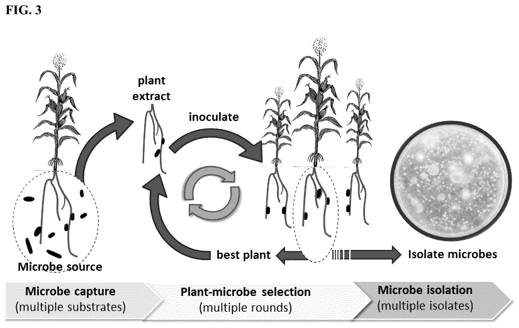 Patent US12102090 Figure 3 – Agriculturally beneficial microbes, microbial compositions, and consortia