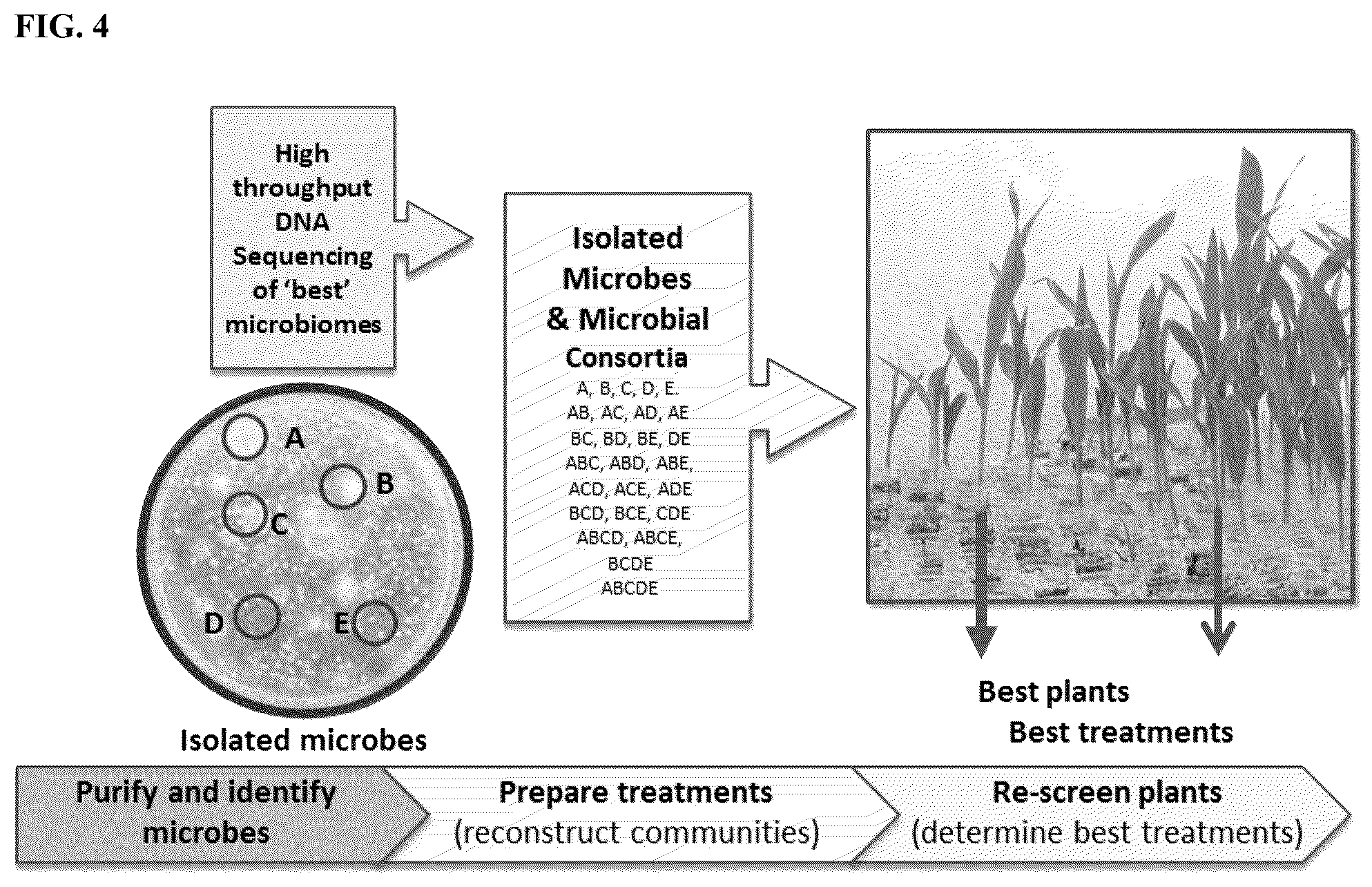 Patent US12102090 Figure 4 – Agriculturally beneficial microbes, microbial compositions, and consortia