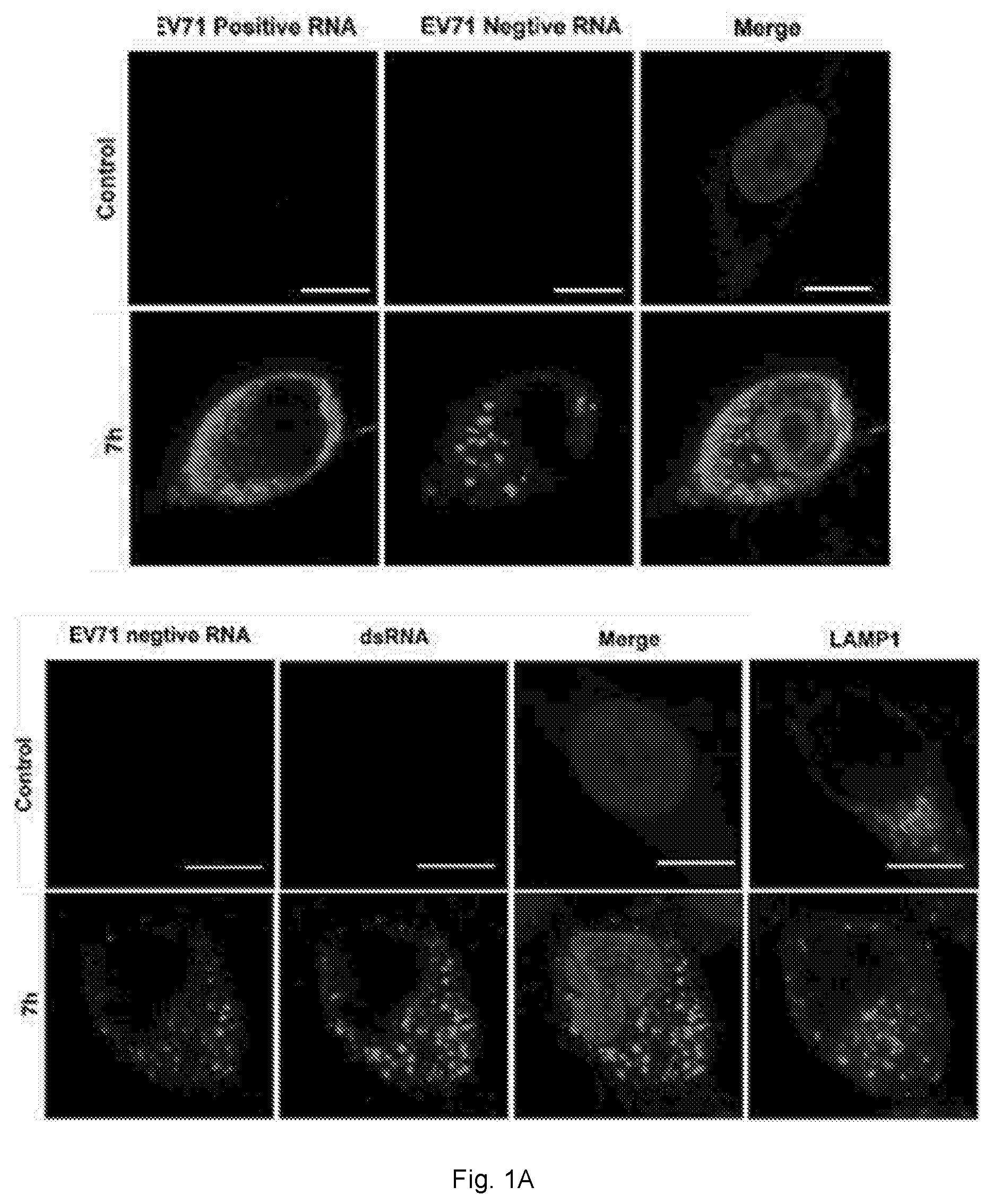 Patent US12102634 — Use of berbamine or its analogue for preventing or treating RNA virus infection — Figure 1