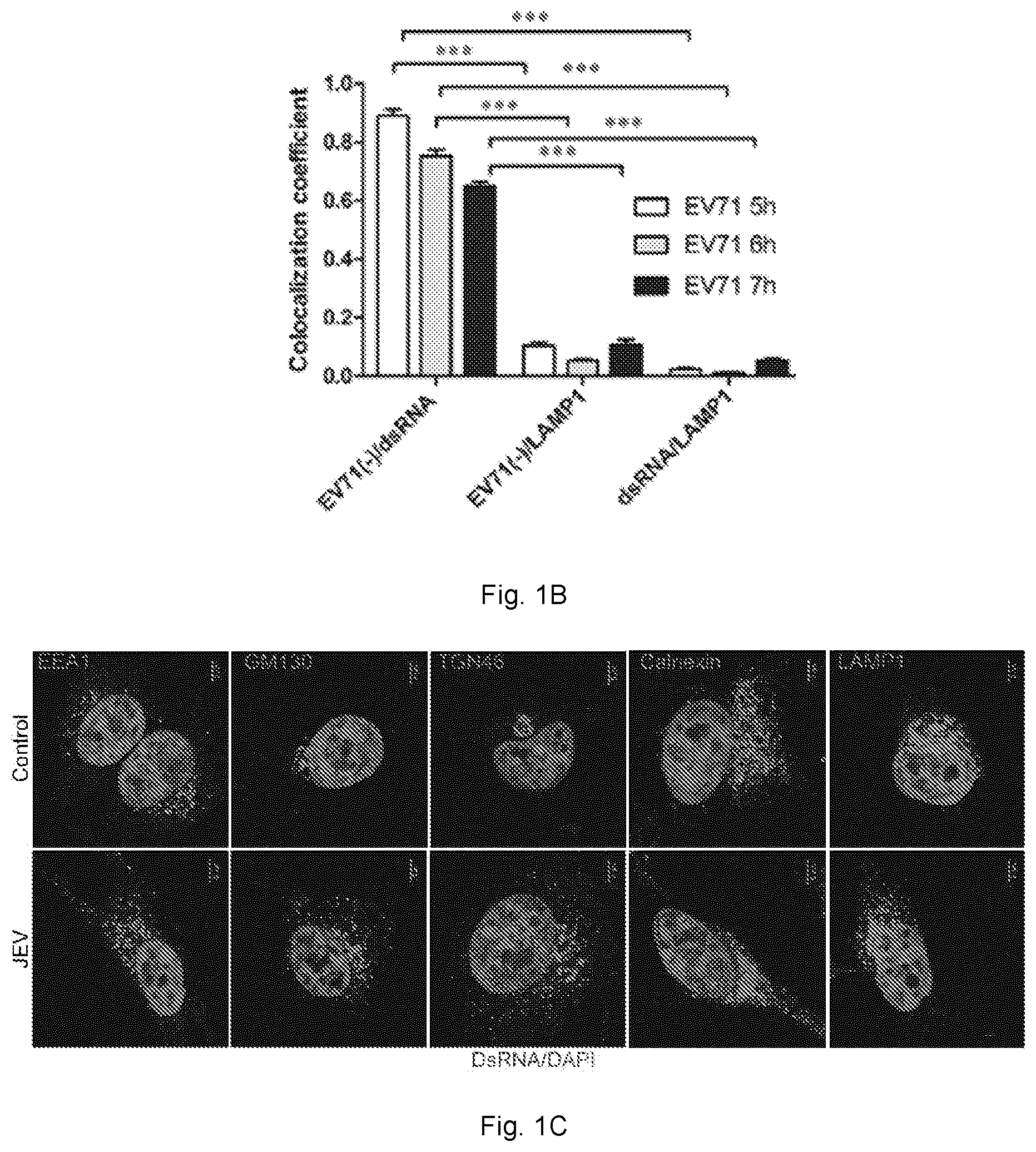 Patent US12102634 Figure 2 – Use of berbamine or its analogue for preventing or treating RNA virus infection