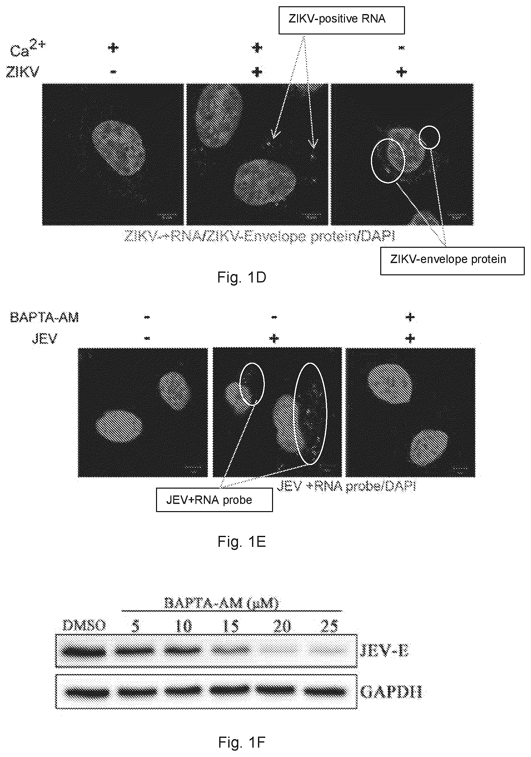 Patent US12102634 Figure 3 – Use of berbamine or its analogue for preventing or treating RNA virus infection