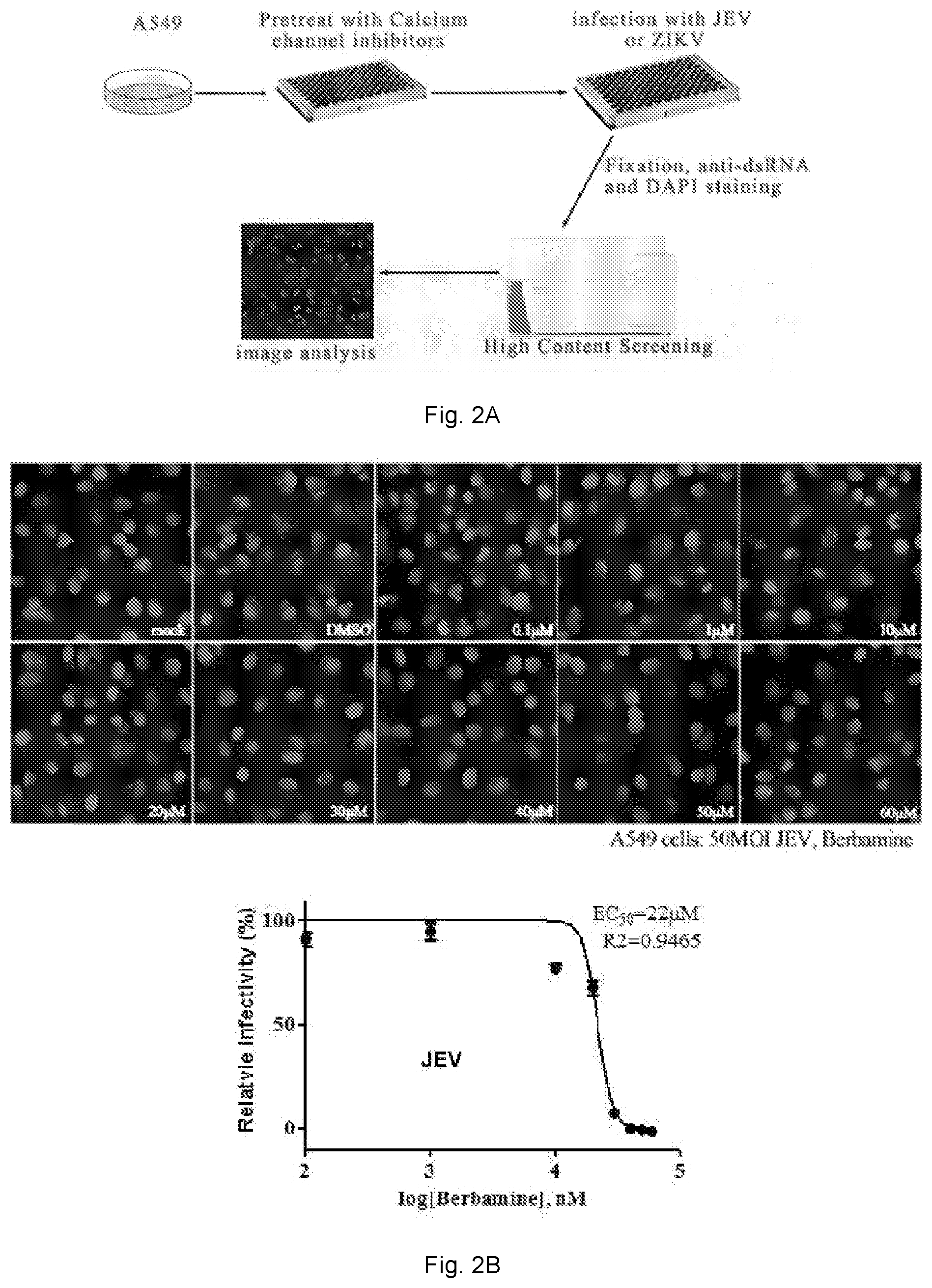 Patent US12102634 Figure 4 – Use of berbamine or its analogue for preventing or treating RNA virus infection