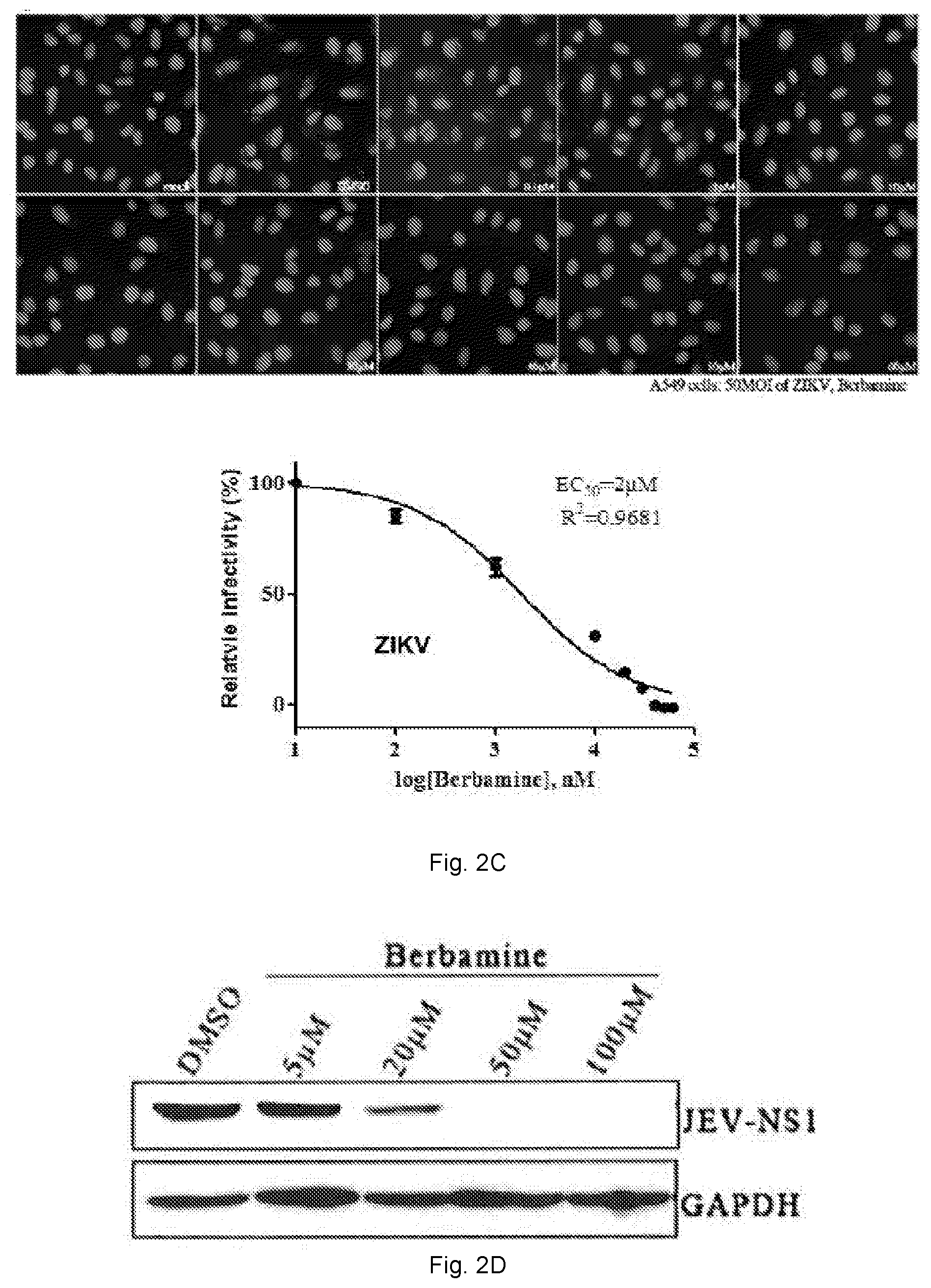 Patent US12102634 Figure 5 – Use of berbamine or its analogue for preventing or treating RNA virus infection