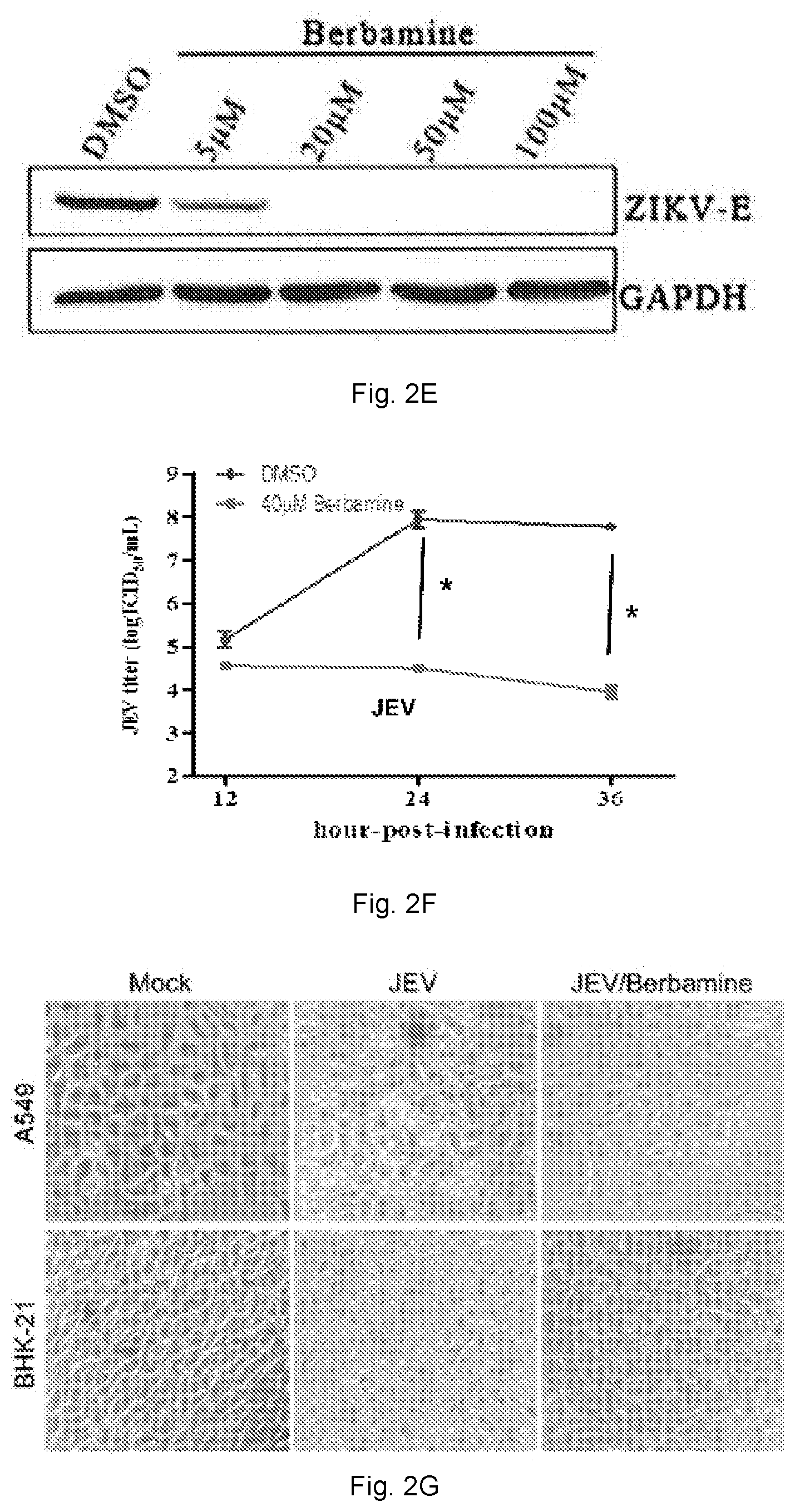 Patent US12102634 Figure 6 – Use of berbamine or its analogue for preventing or treating RNA virus infection