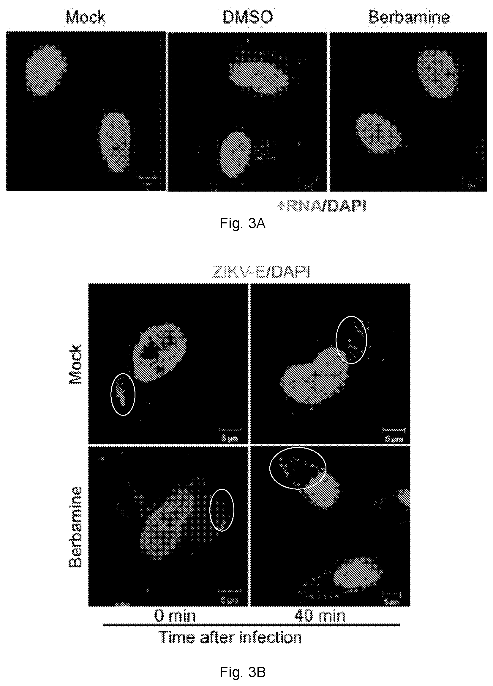 Patent US12102634 Figure 7 – Use of berbamine or its analogue for preventing or treating RNA virus infection