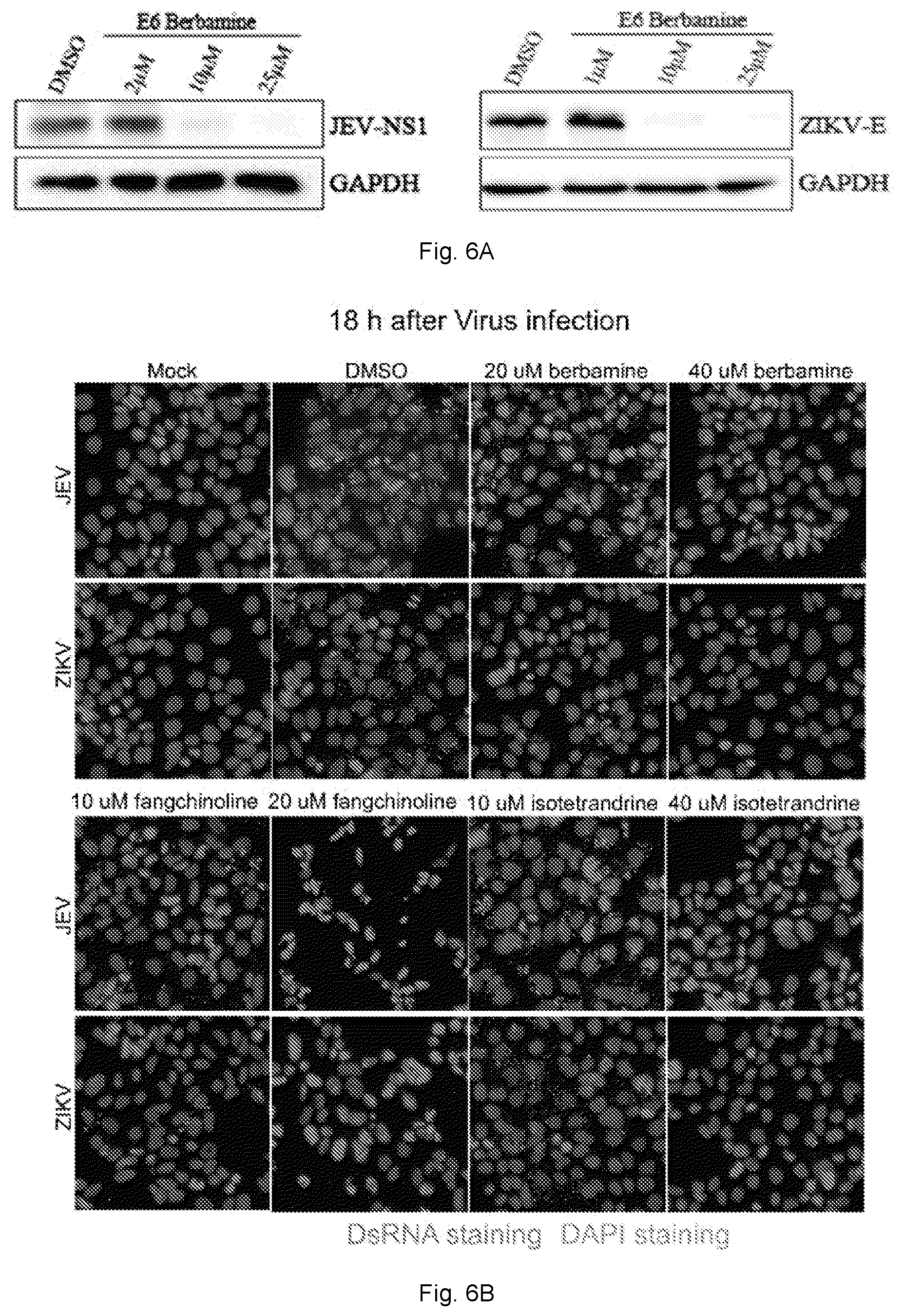 Patent US12102634 Figure 10 – Use of berbamine or its analogue for preventing or treating RNA virus infection