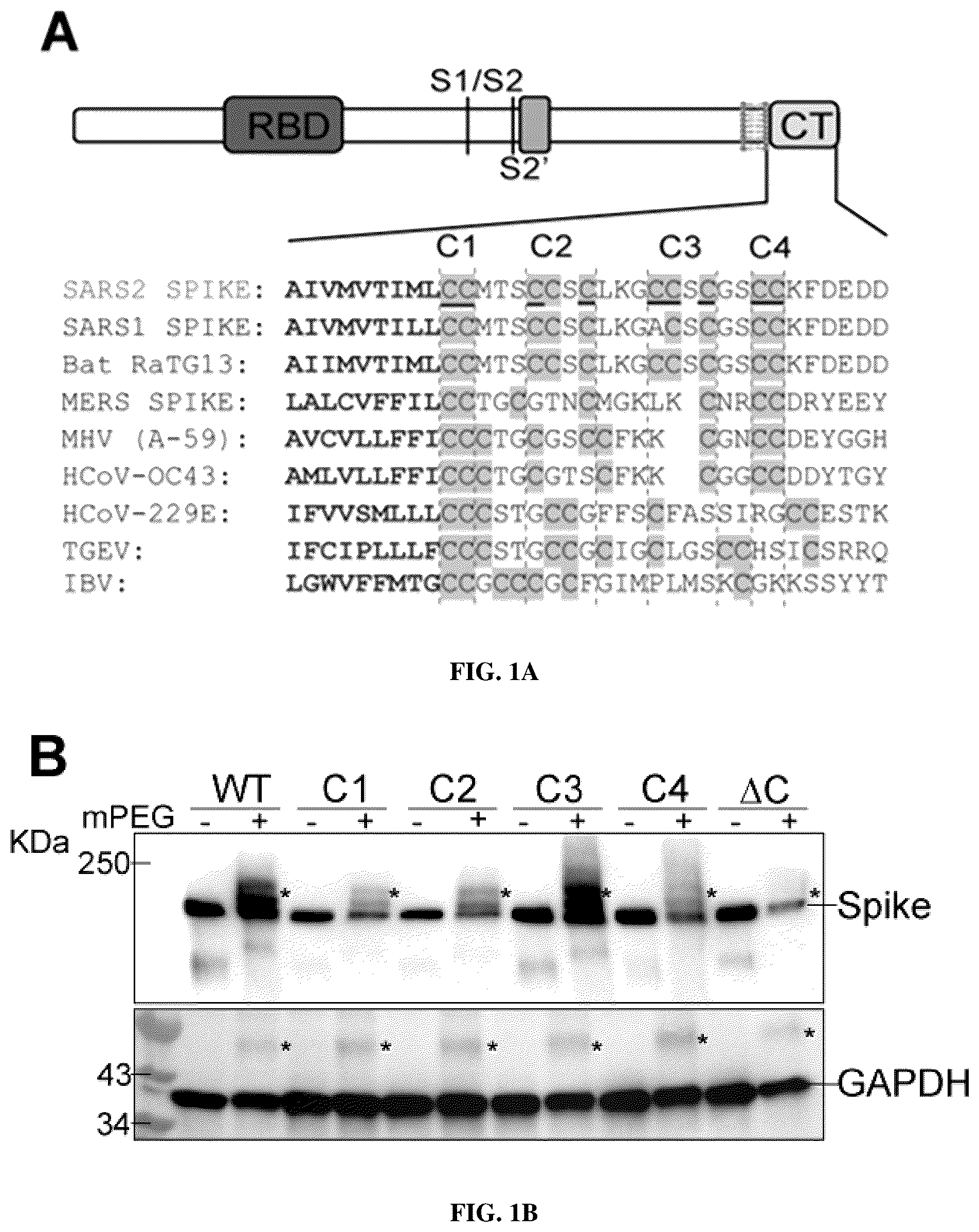 Patent US12102635 Figure 1 – Methods of using protein palmitoylations inhibitors