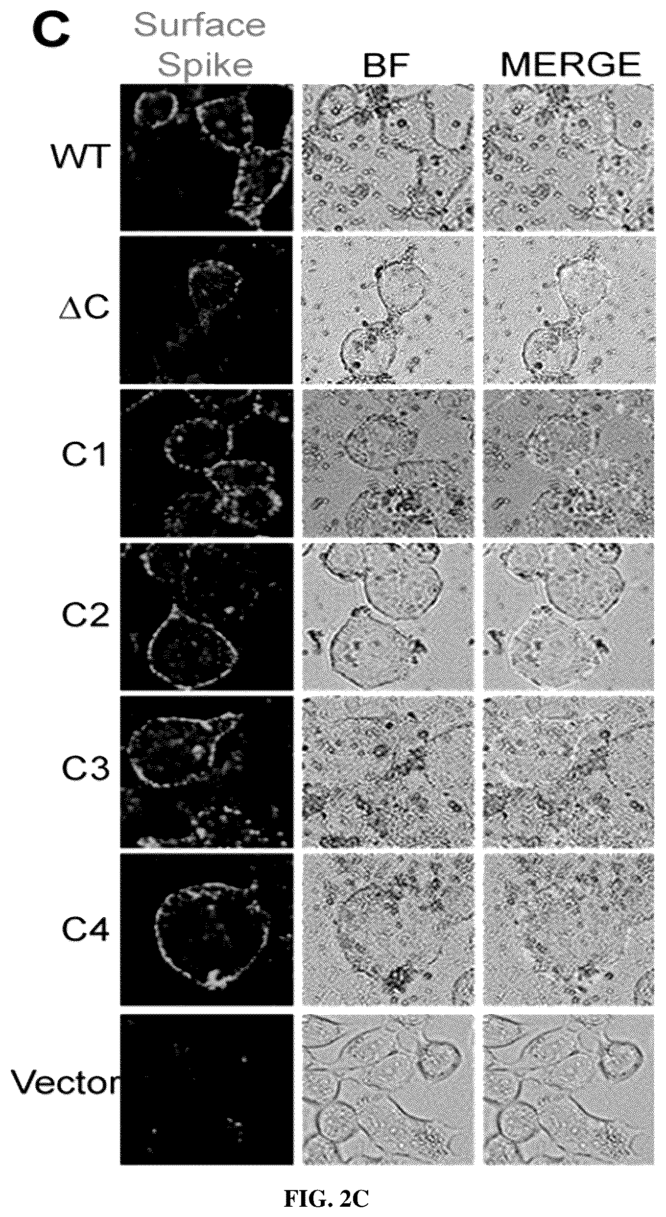 Patent US12102635 Figure 5 – Methods of using protein palmitoylations inhibitors