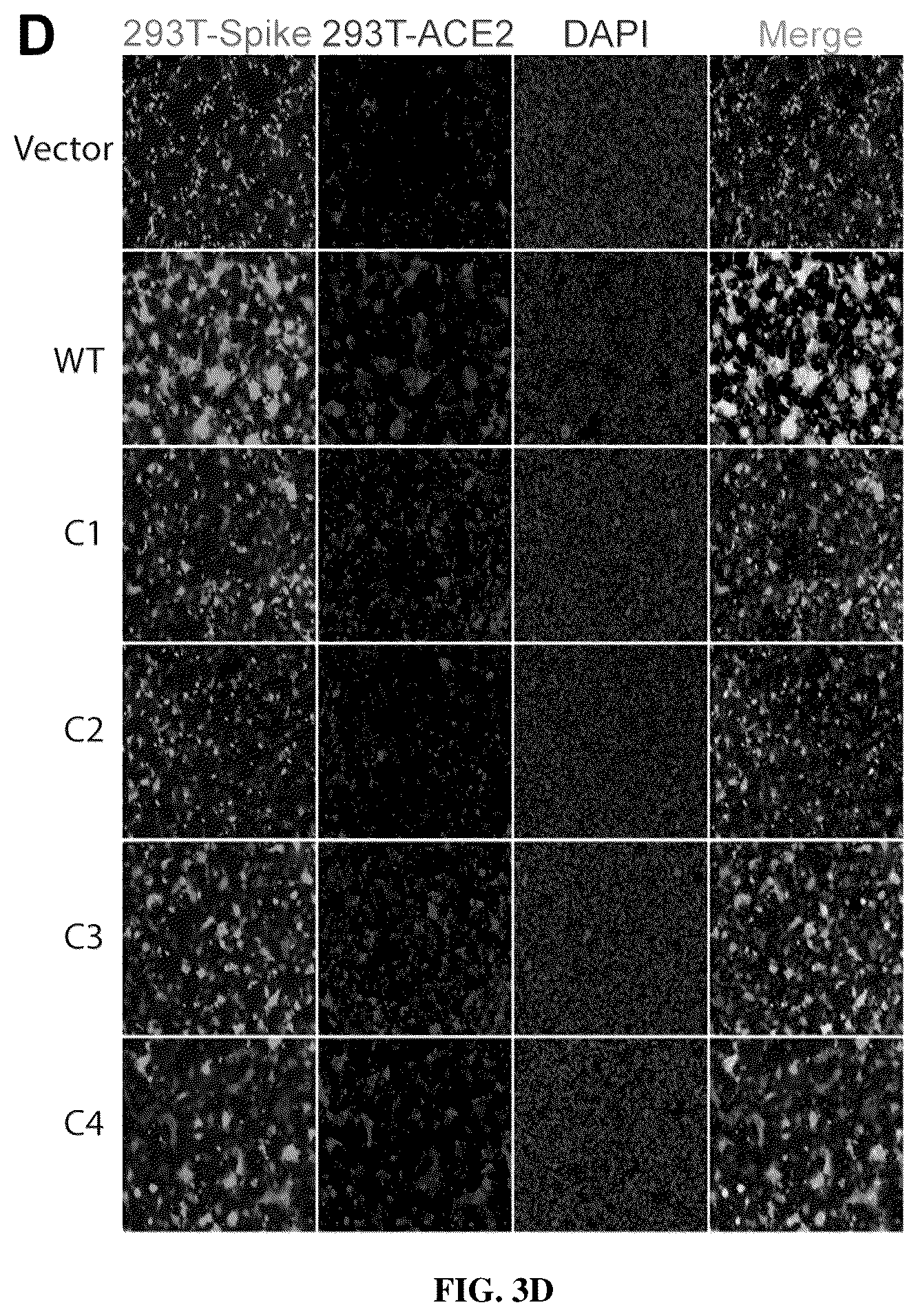 Patent US12102635 Figure 9 – Methods of using protein palmitoylations inhibitors