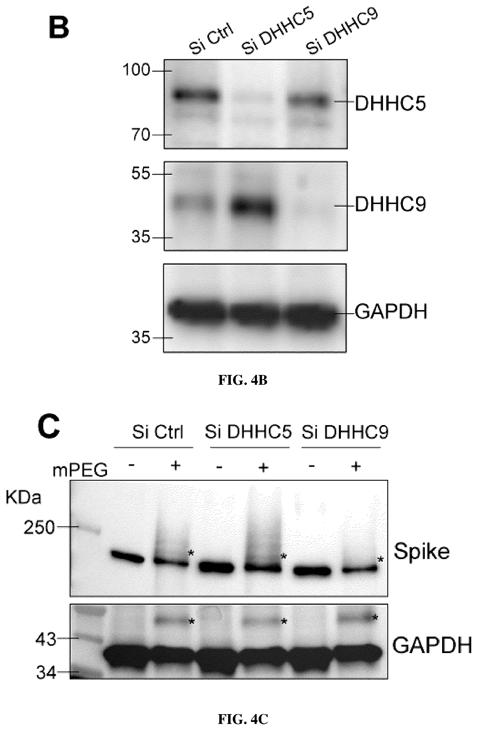 Patent US12102635 Figure 11 – Methods of using protein palmitoylations inhibitors