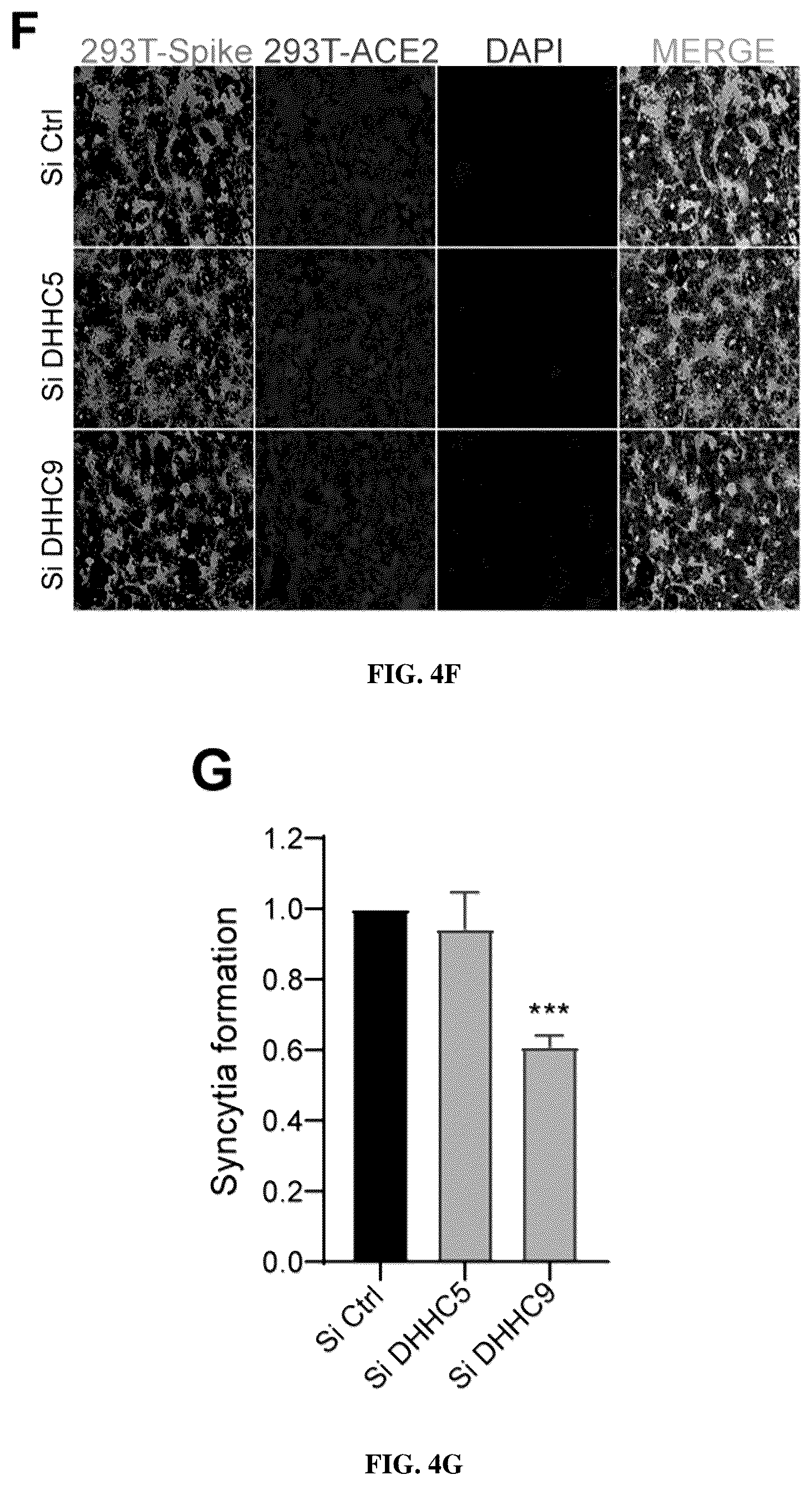 Patent US12102635 Figure 13 – Methods of using protein palmitoylations inhibitors