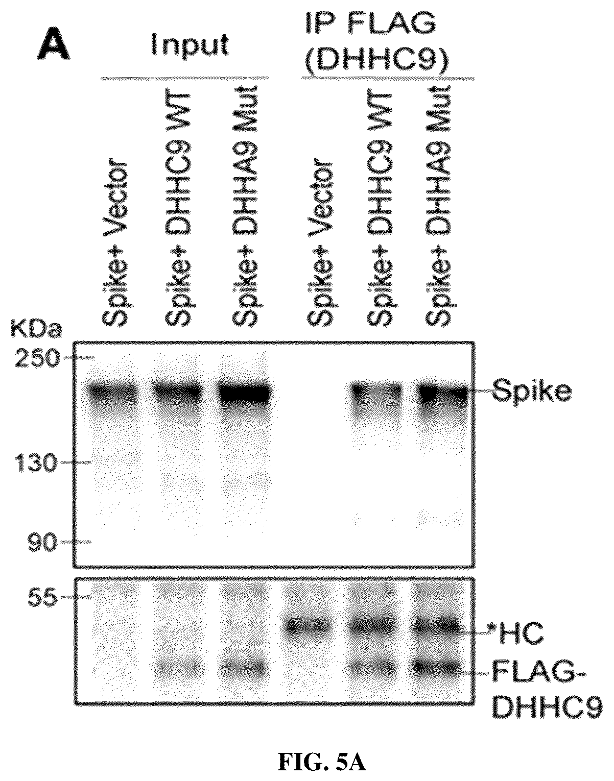 Patent US12102635 Figure 14 – Methods of using protein palmitoylations inhibitors