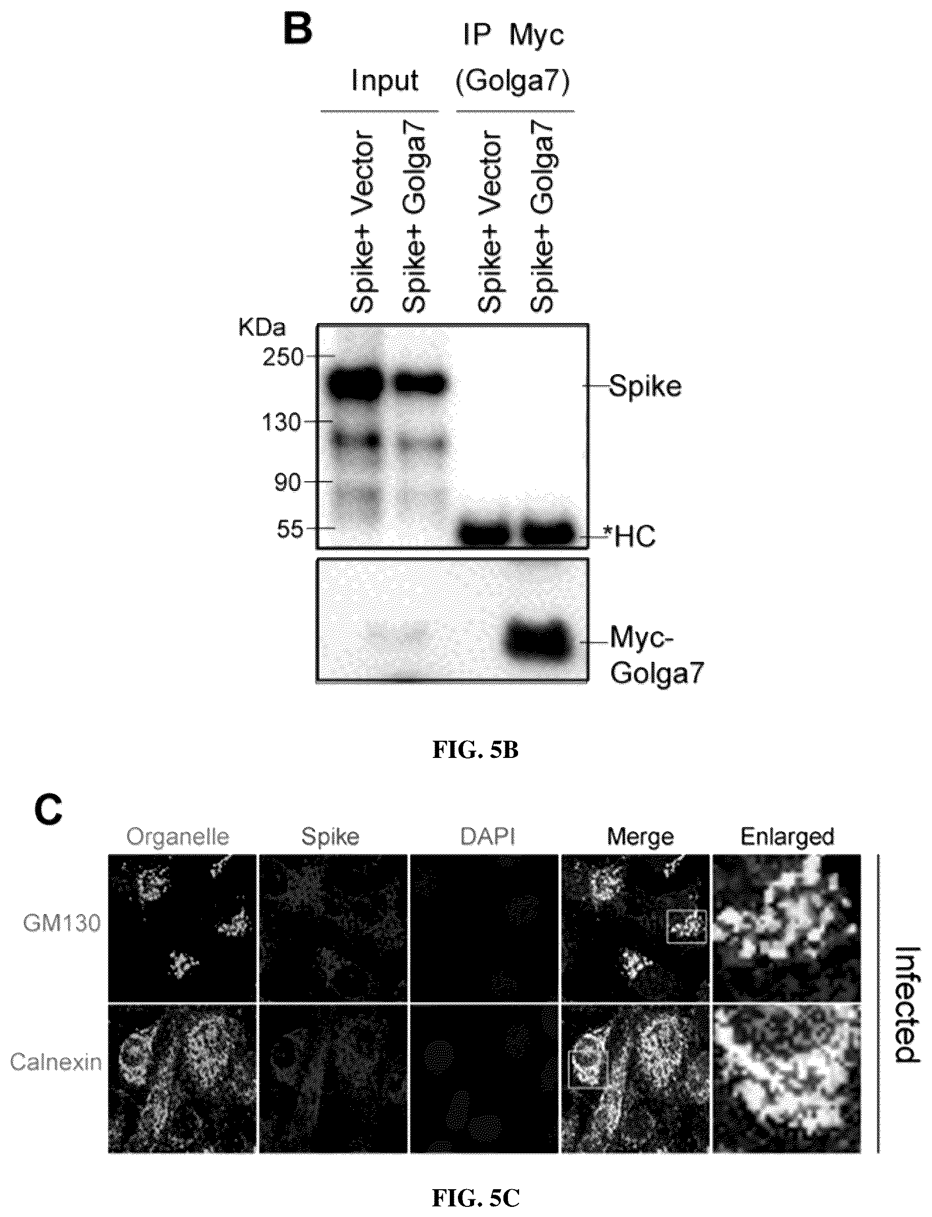 Patent US12102635 Figure 15 – Methods of using protein palmitoylations inhibitors