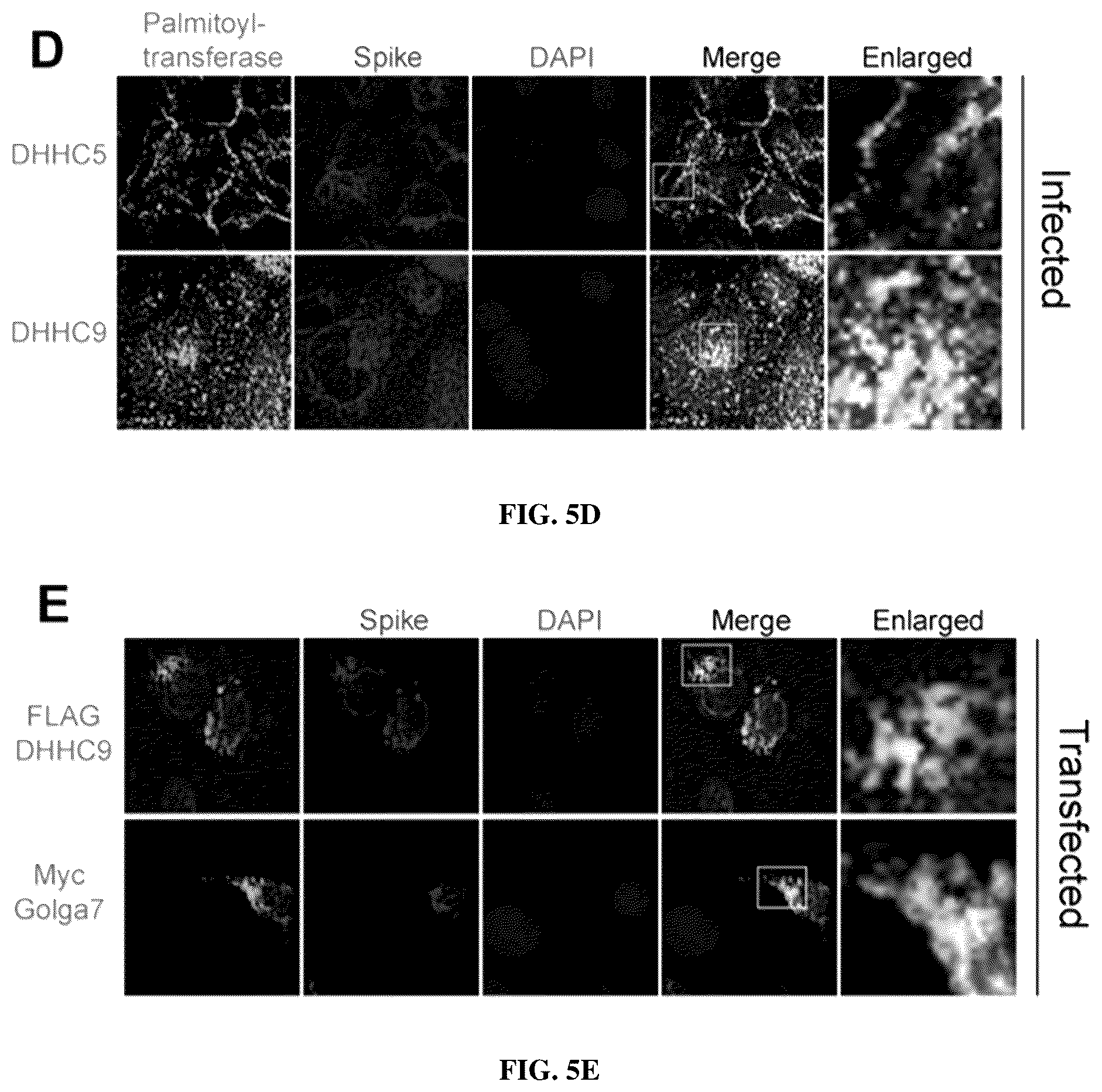 Patent US12102635 Figure 16 – Methods of using protein palmitoylations inhibitors