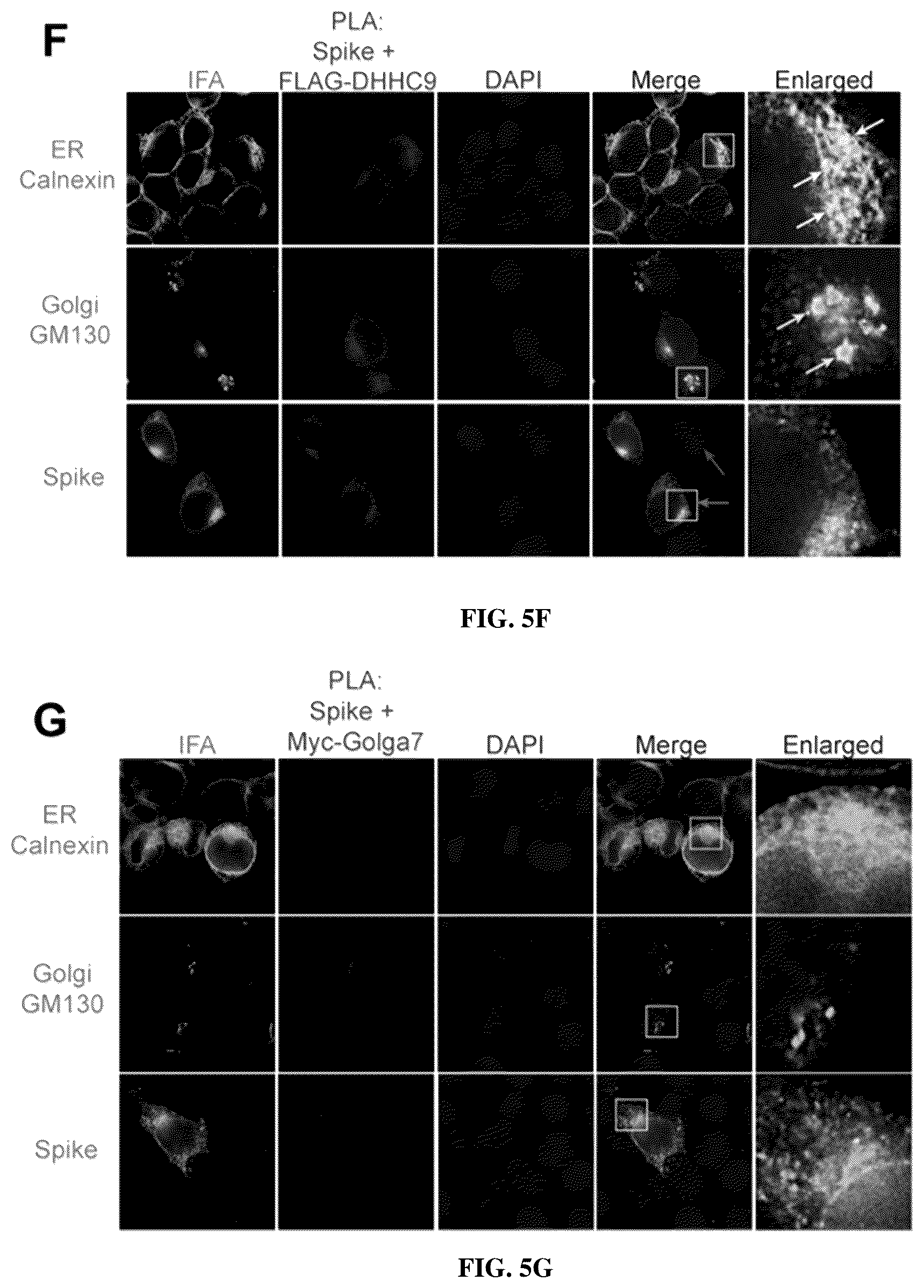 Patent US12102635 Figure 17 – Methods of using protein palmitoylations inhibitors