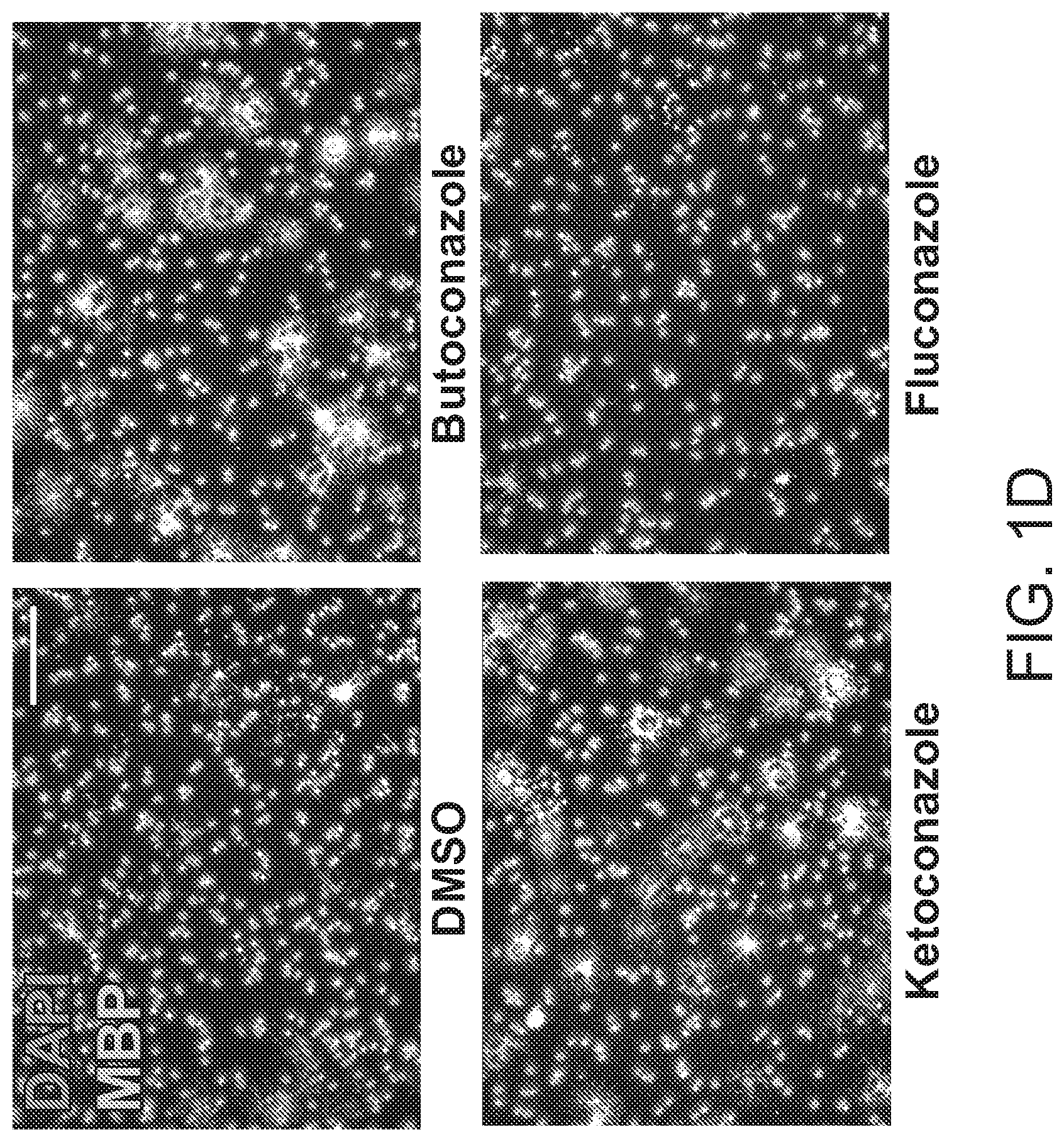 Patent US12102644 Figure 4 – Compounds and methods of promoting myelination