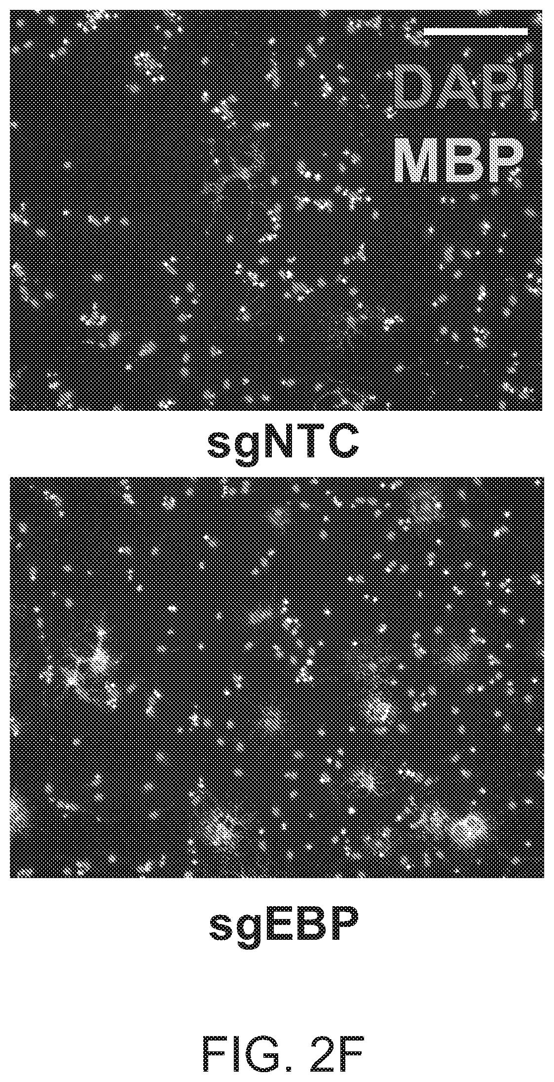 Patent US12102644 Figure 10 – Compounds and methods of promoting myelination