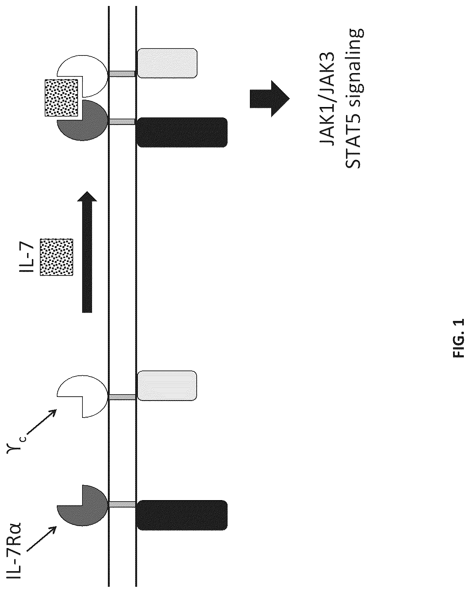 Patent US12102652 Figure 1 – Constitutively active cytokine receptors for cell therapy