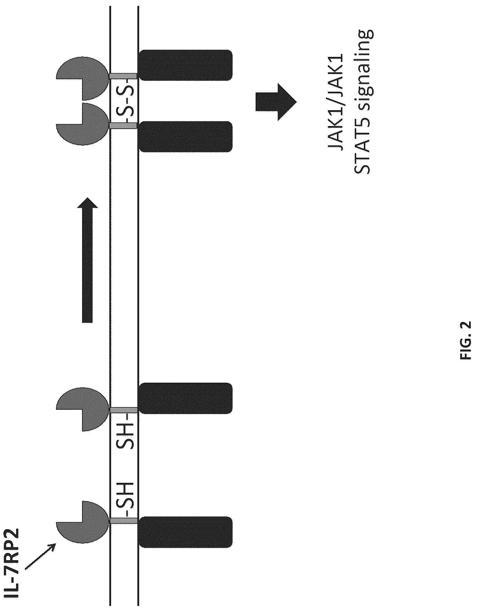 Patent US12102652 Figure 2 – Constitutively active cytokine receptors for cell therapy