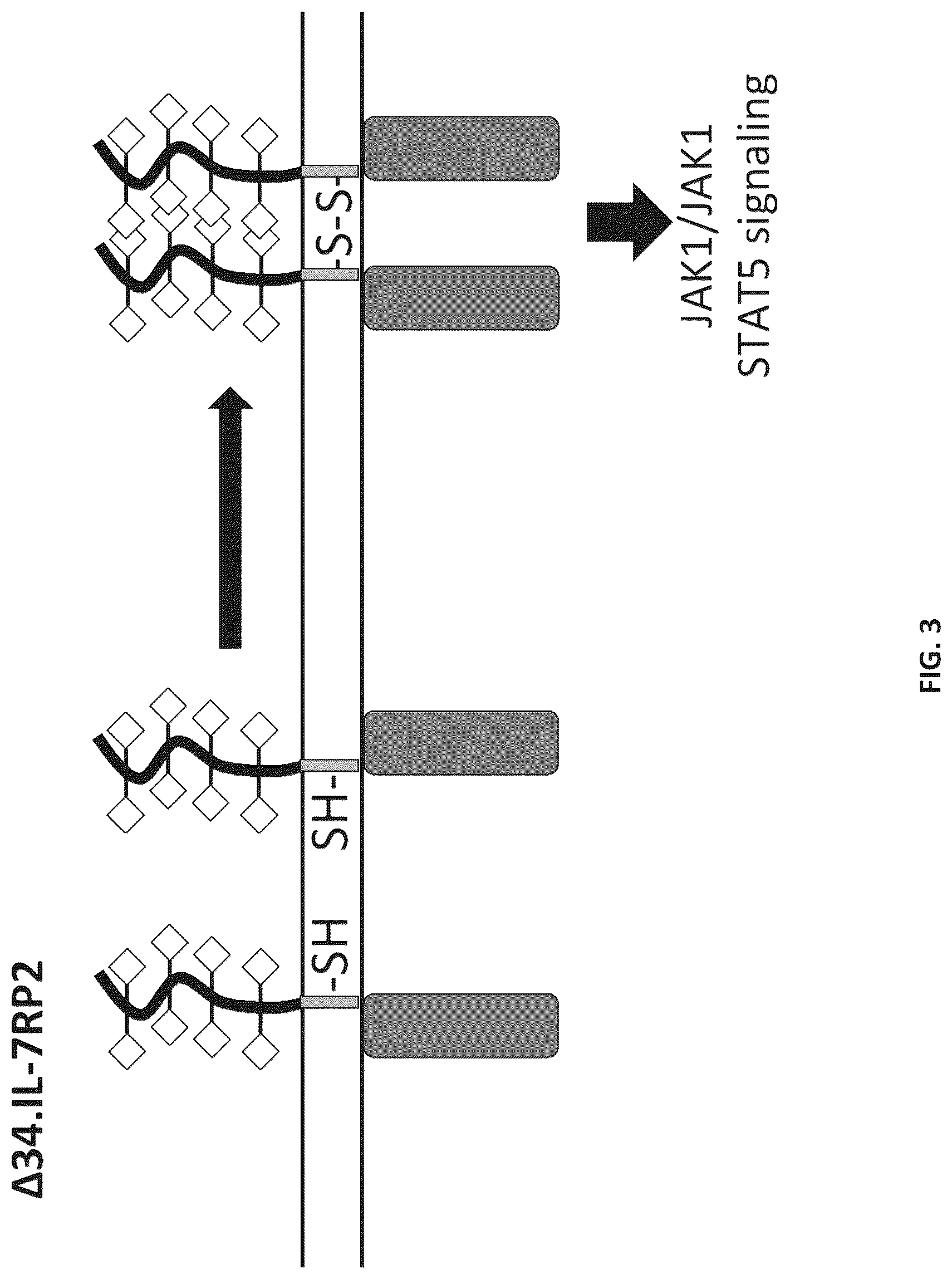 Patent US12102652 Figure 3 – Constitutively active cytokine receptors for cell therapy