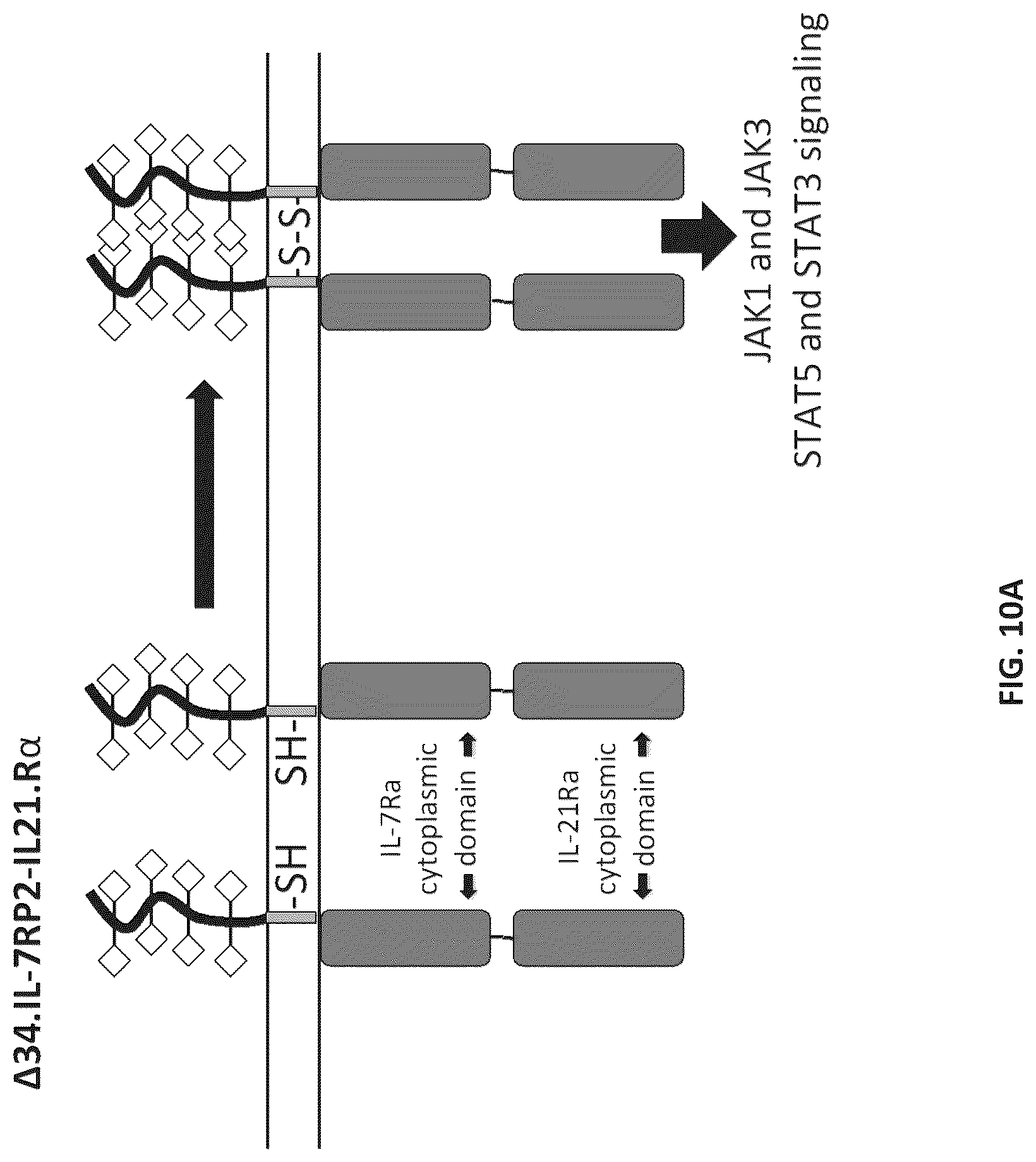 Patent US12102652 Figure 12 – Constitutively active cytokine receptors for cell therapy