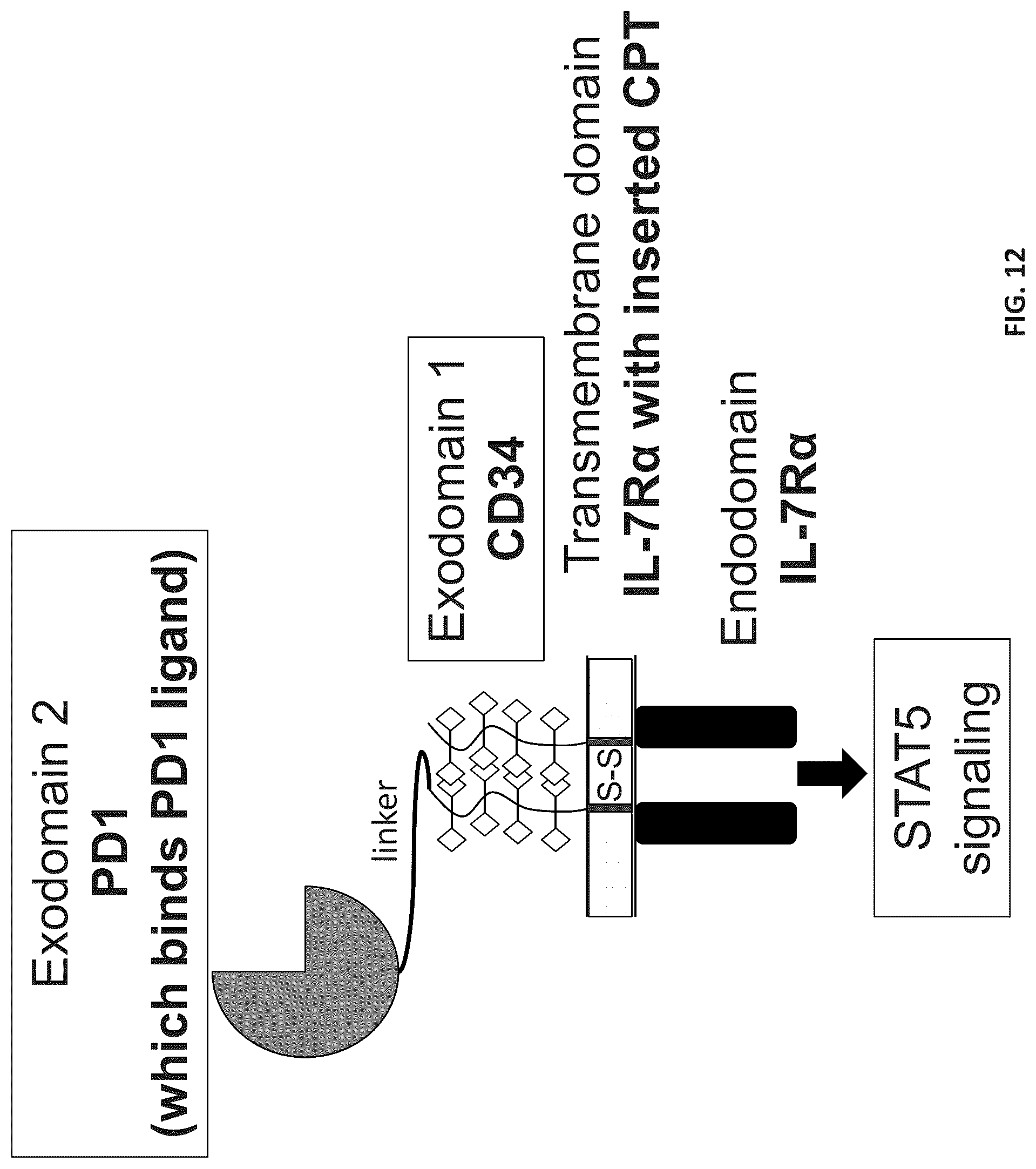 Patent US12102652 Figure 16 – Constitutively active cytokine receptors for cell therapy