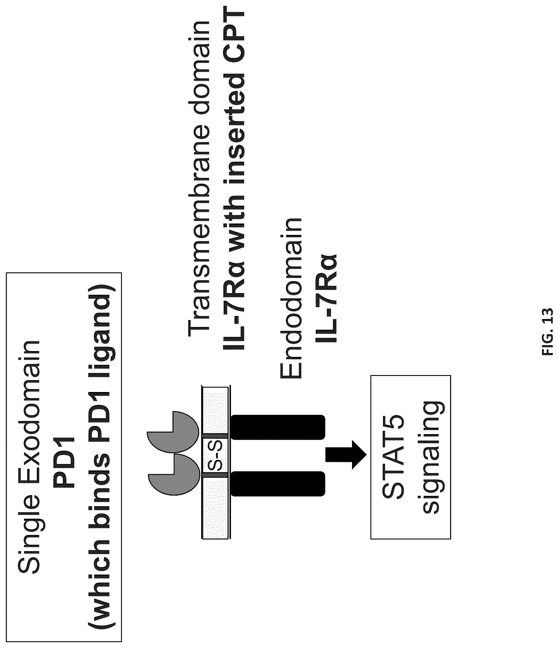 Patent US12102652 Figure 17 – Constitutively active cytokine receptors for cell therapy