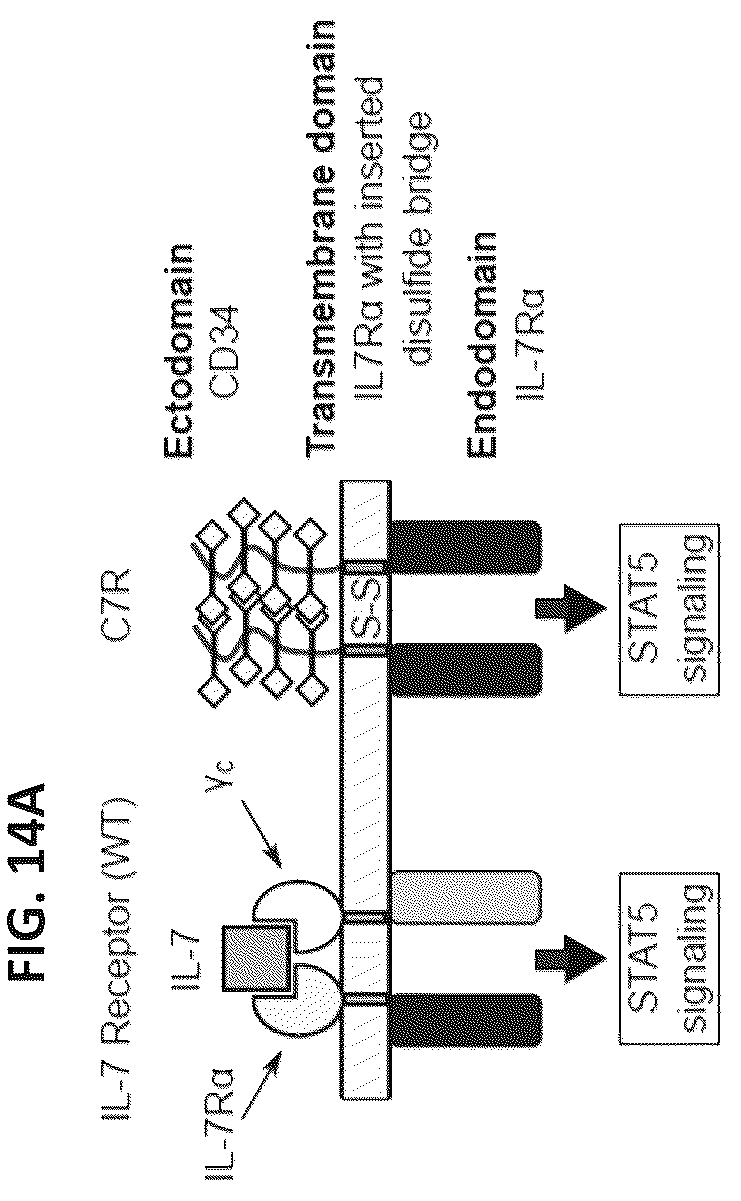 Patent US12102652 Figure 18 – Constitutively active cytokine receptors for cell therapy