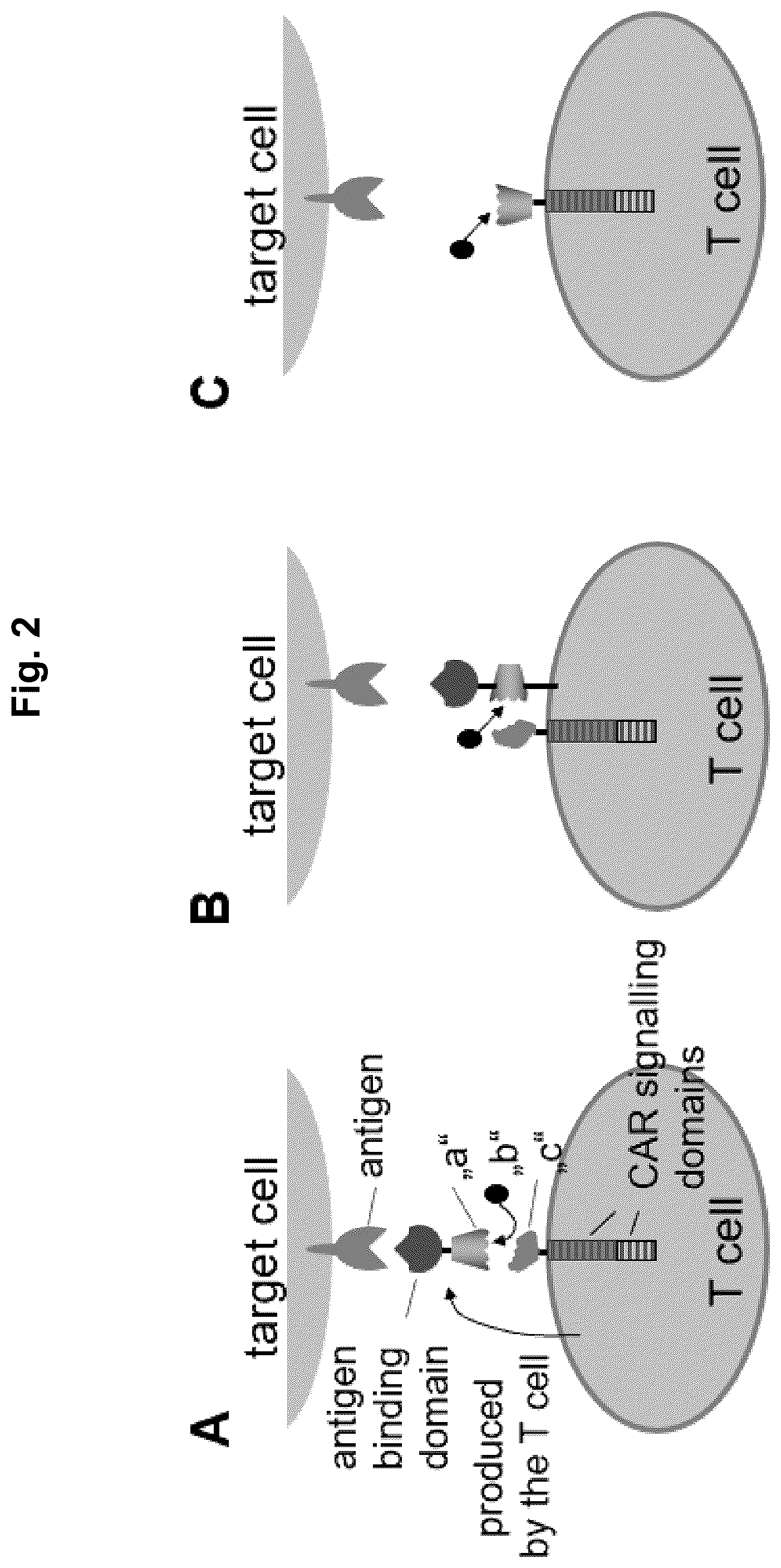 Patent US12102653 Figure 2 – Ligand regulated protein-protein interaction system