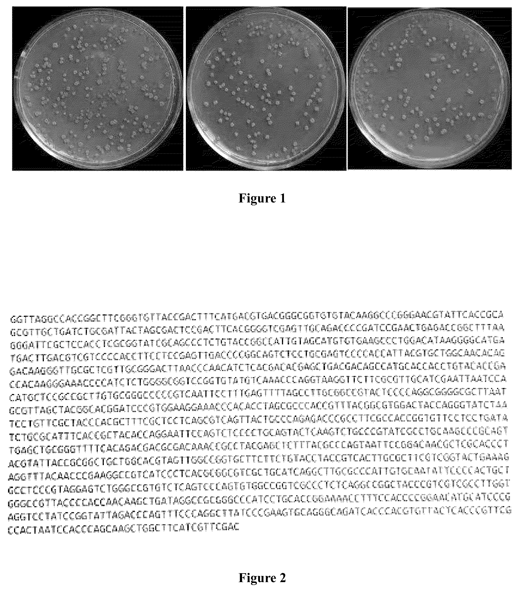 Patent US12102654 — Product derived from Rhodococcus ruber , and pharmaceutical use thereof — Figure 1