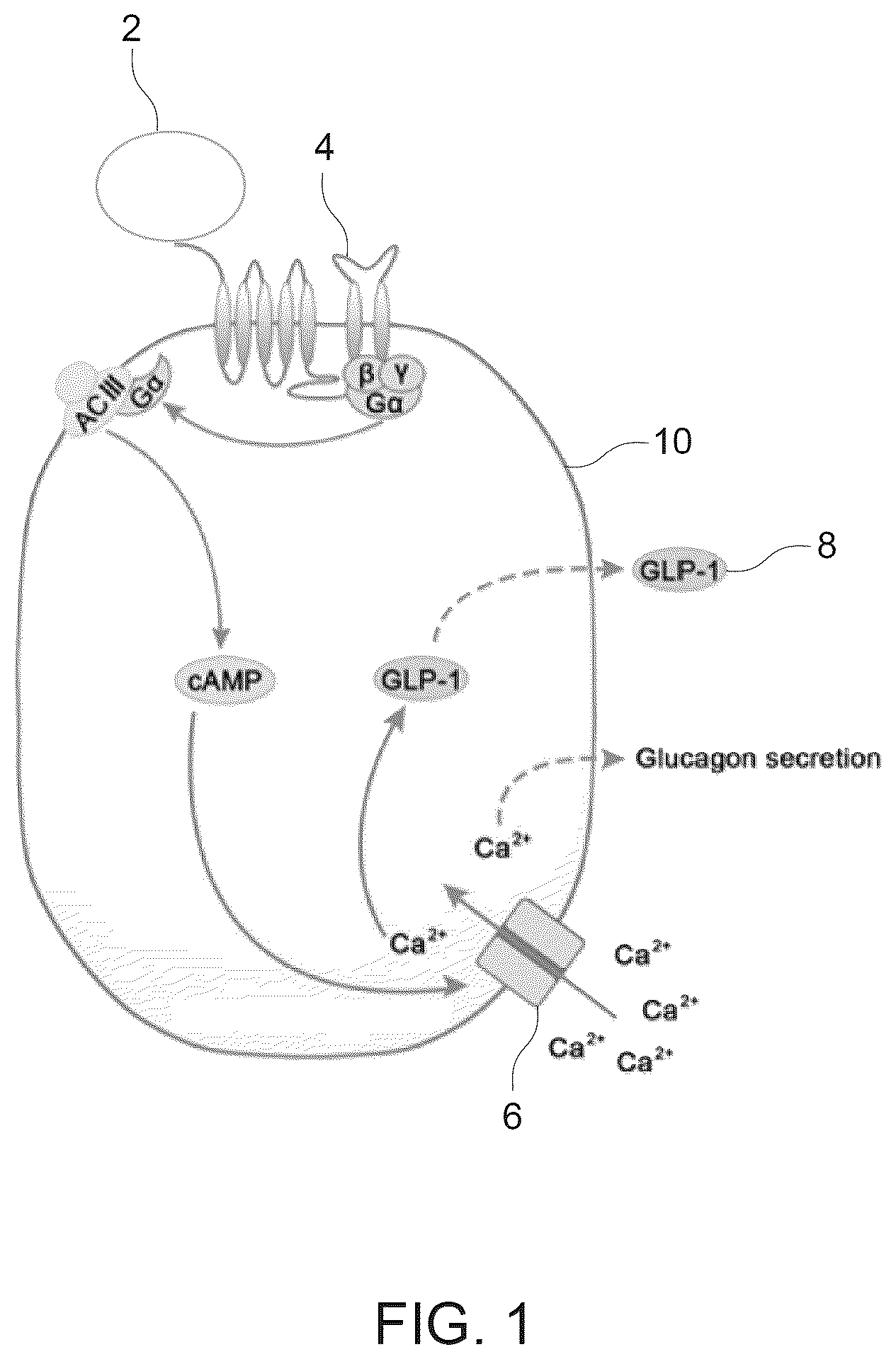 Patent US12102664 Figure 1 – Compositions and methods for treating endocrine diseases and disorders
