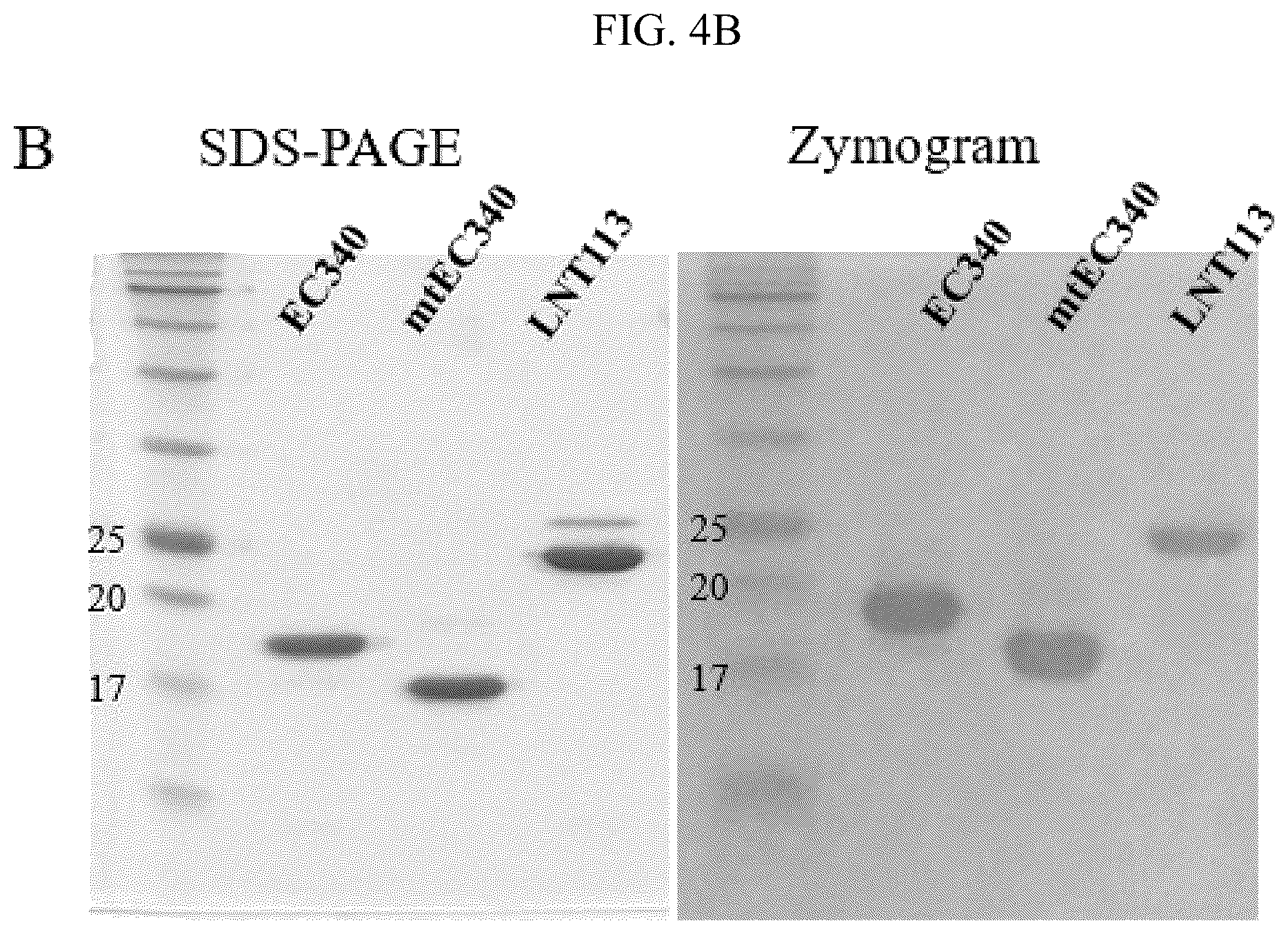 Patent US12102667 Figure 4 – Polypeptides and antibiotics against gram-negative bacterium comprising the same