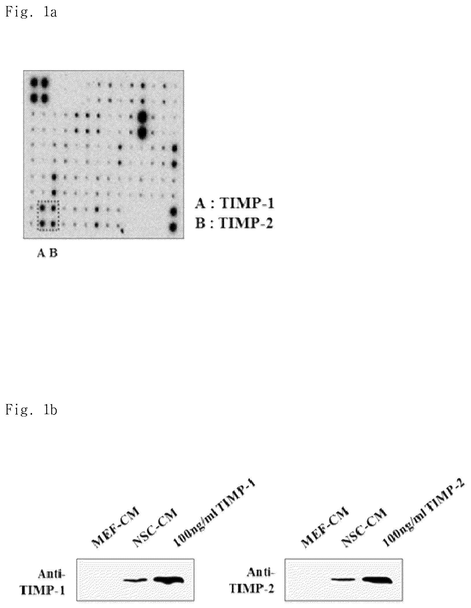Patent US12102669 Figure 1 – Compositions for inhibiting teratoma formation and growth comprising TIMP-1 and TIMP-2 as effective components