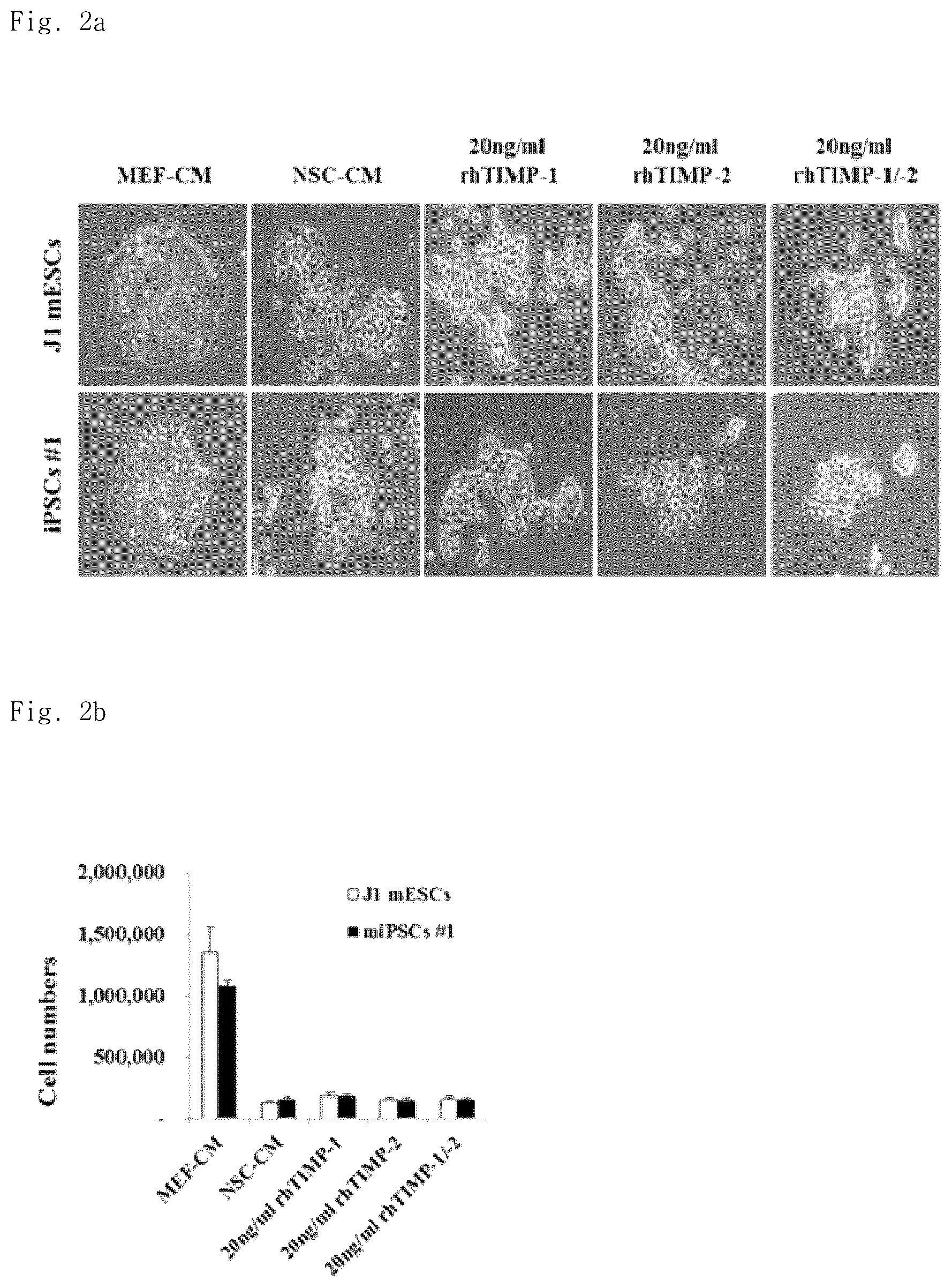Patent US12102669 Figure 2 – Compositions for inhibiting teratoma formation and growth comprising TIMP-1 and TIMP-2 as effective components
