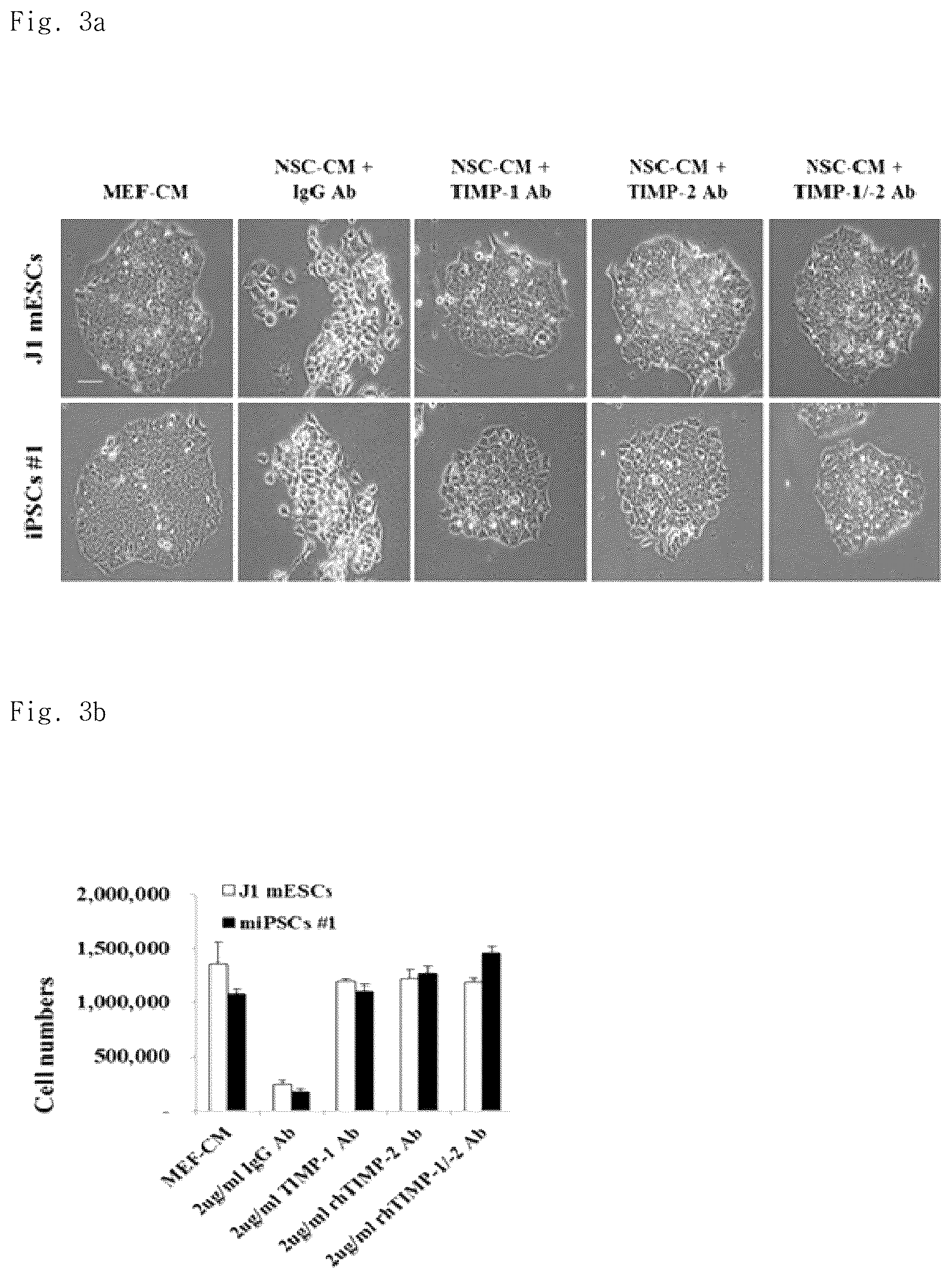 Patent US12102669 Figure 3 – Compositions for inhibiting teratoma formation and growth comprising TIMP-1 and TIMP-2 as effective components