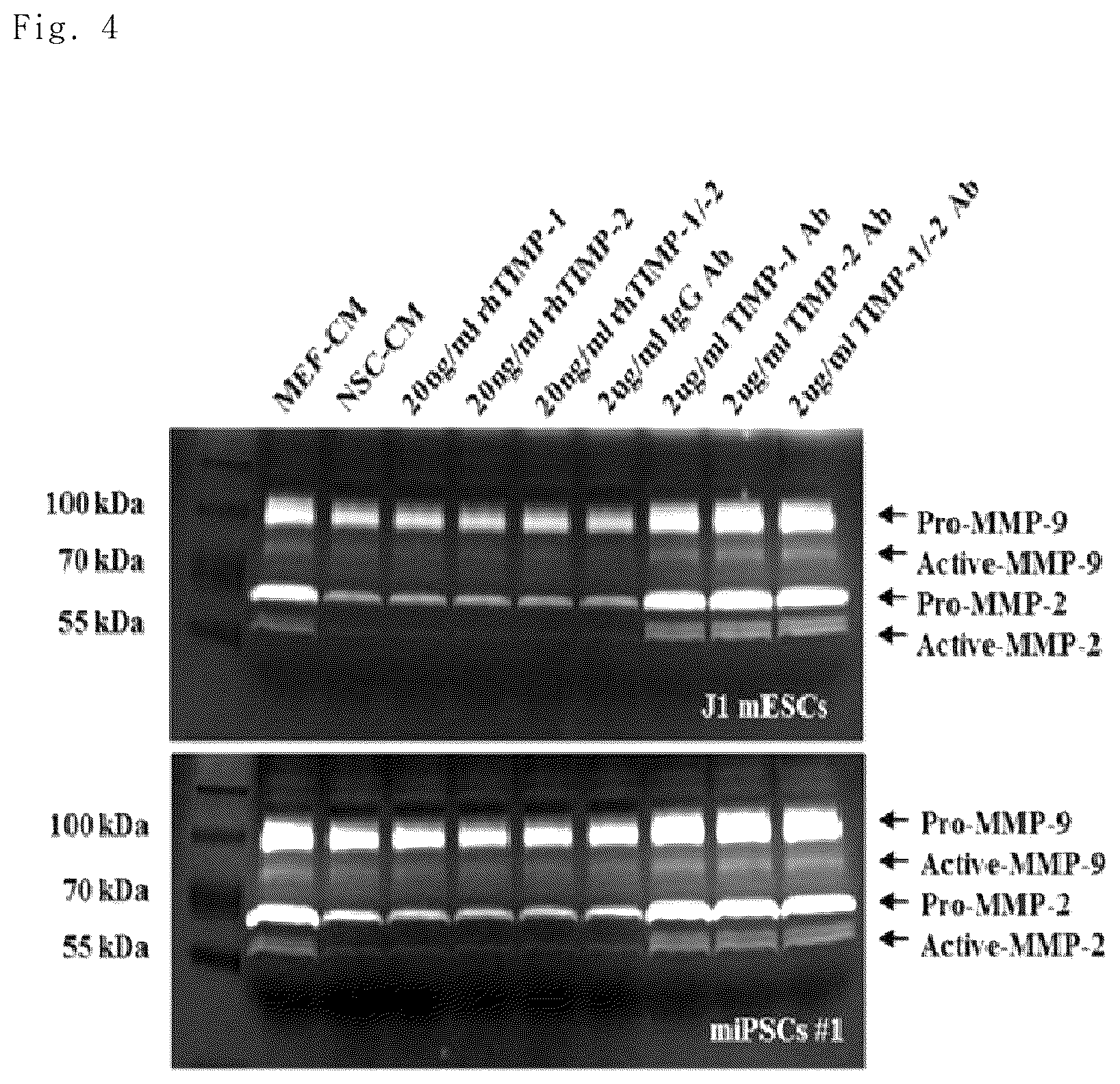 Patent US12102669 Figure 4 – Compositions for inhibiting teratoma formation and growth comprising TIMP-1 and TIMP-2 as effective components