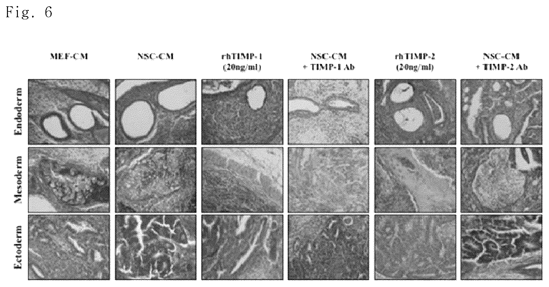 Patent US12102669 Figure 6 – Compositions for inhibiting teratoma formation and growth comprising TIMP-1 and TIMP-2 as effective components
