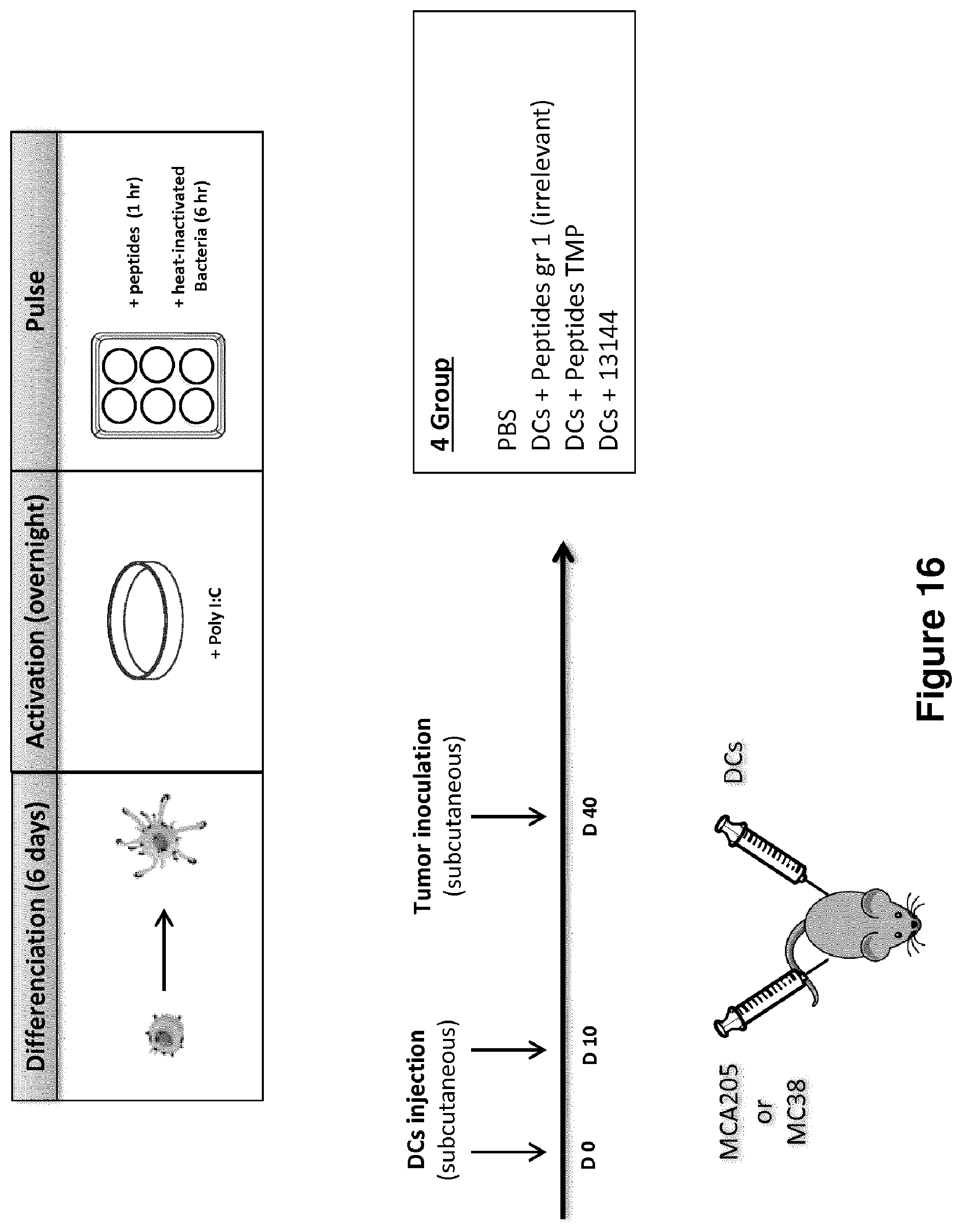 Patent US12102672 Figure 20 – Immunogenic sequences from a phage tail length tape measure protein, bacteria expressing the same and their use in treating a cancer