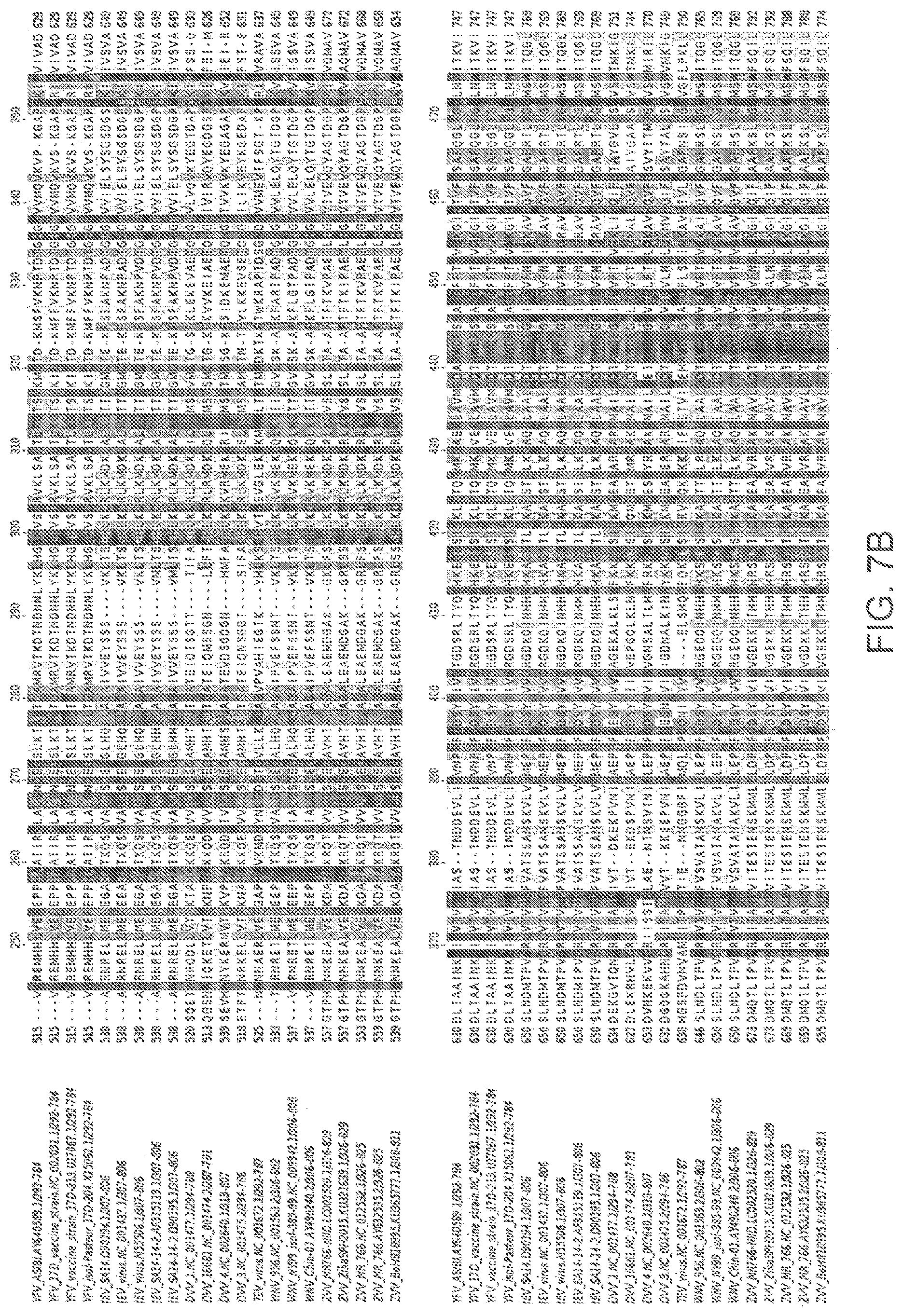 Patent US12102673 Figure 8 – Zika virus vaccine