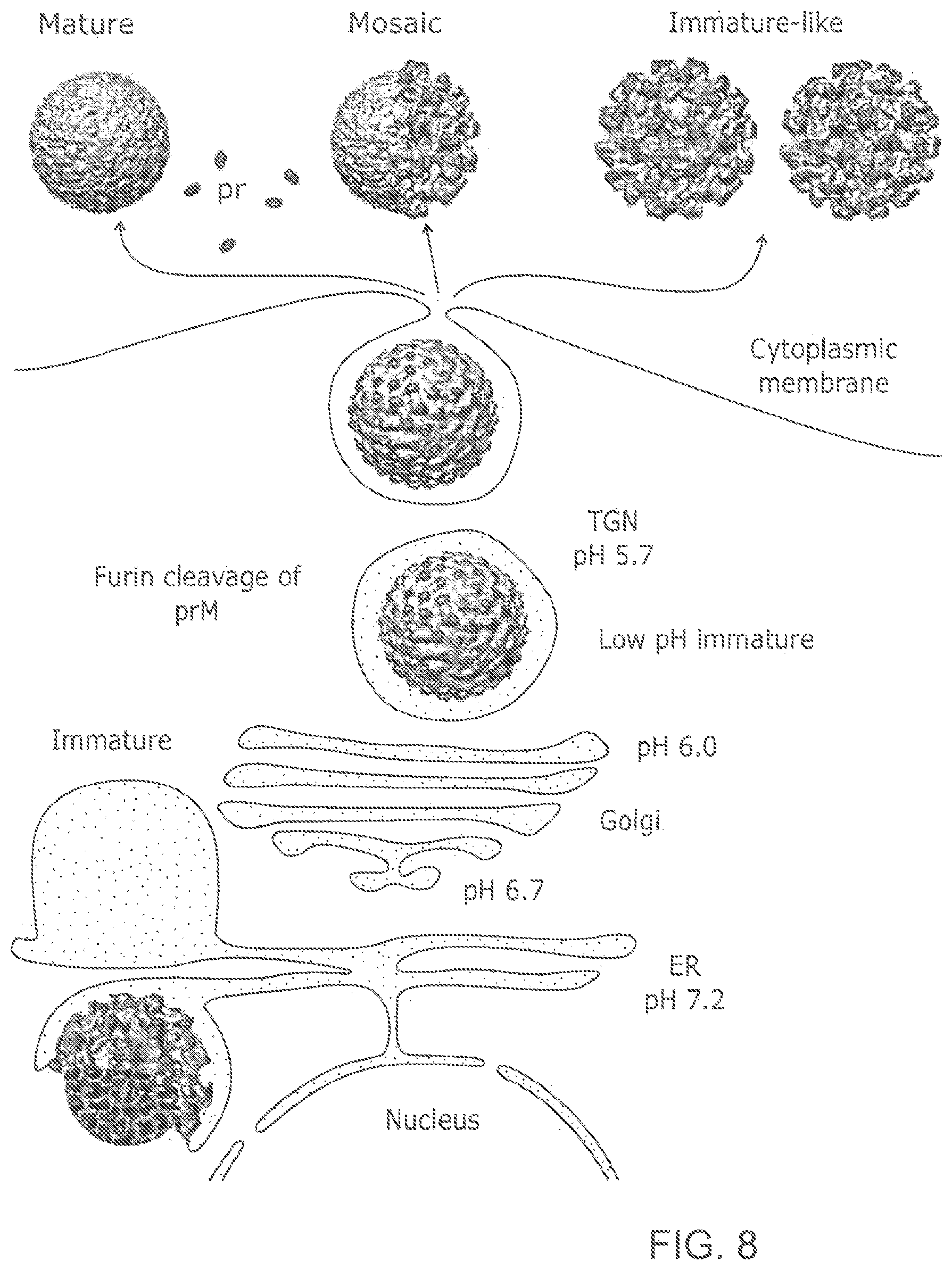Patent US12102673 Figure 10 – Zika virus vaccine