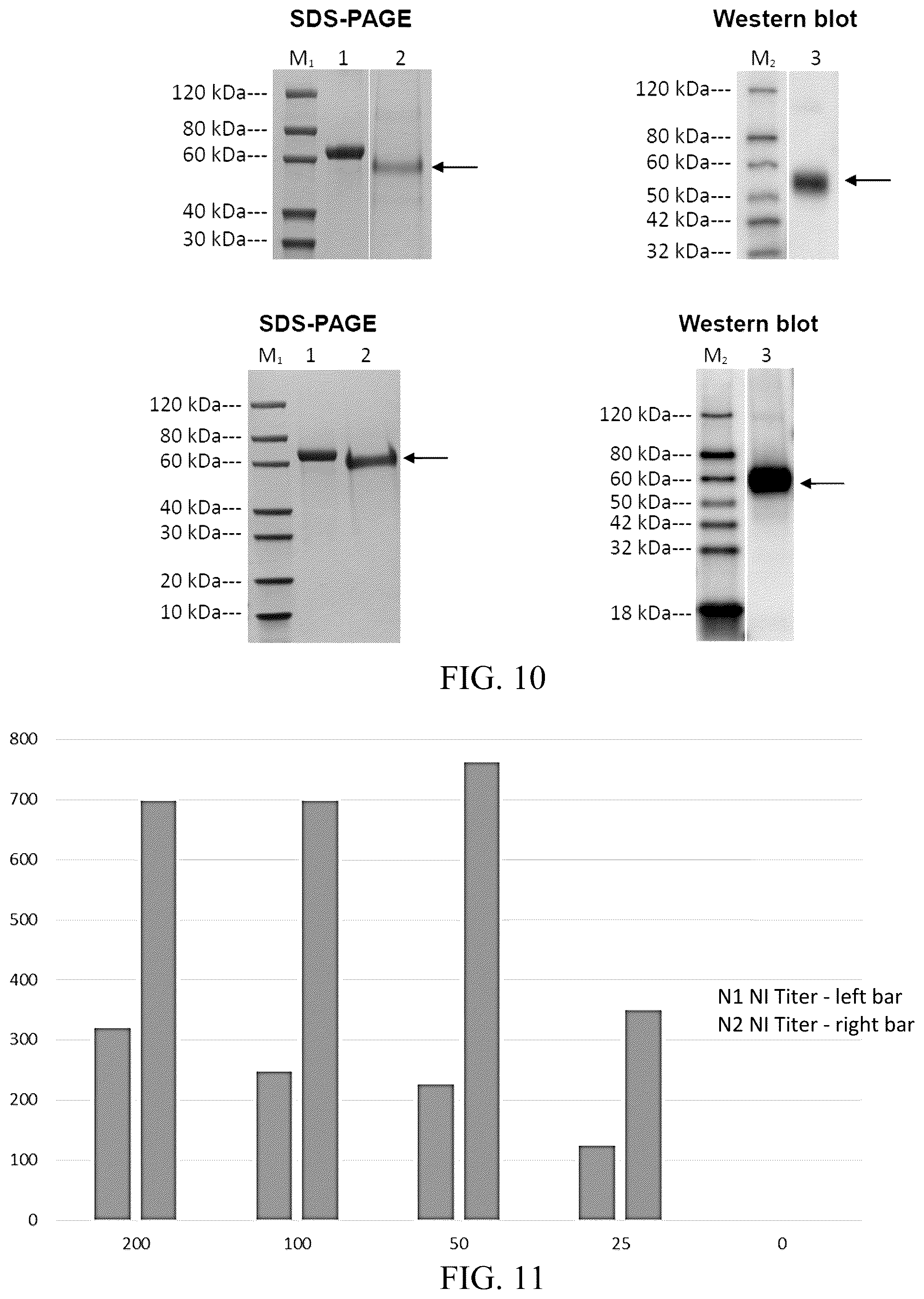 Patent US12102674 Figure 6 – Universal influenza vaccine