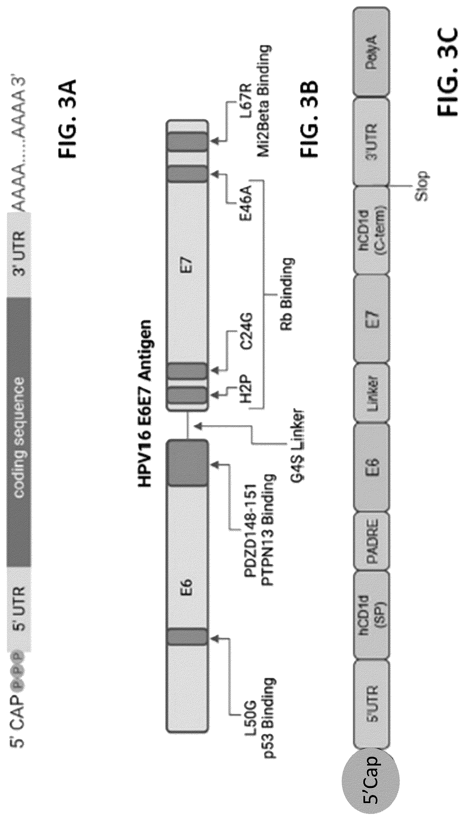 Patent US12102675 Figure 6 – MRNA therapeutic compositions